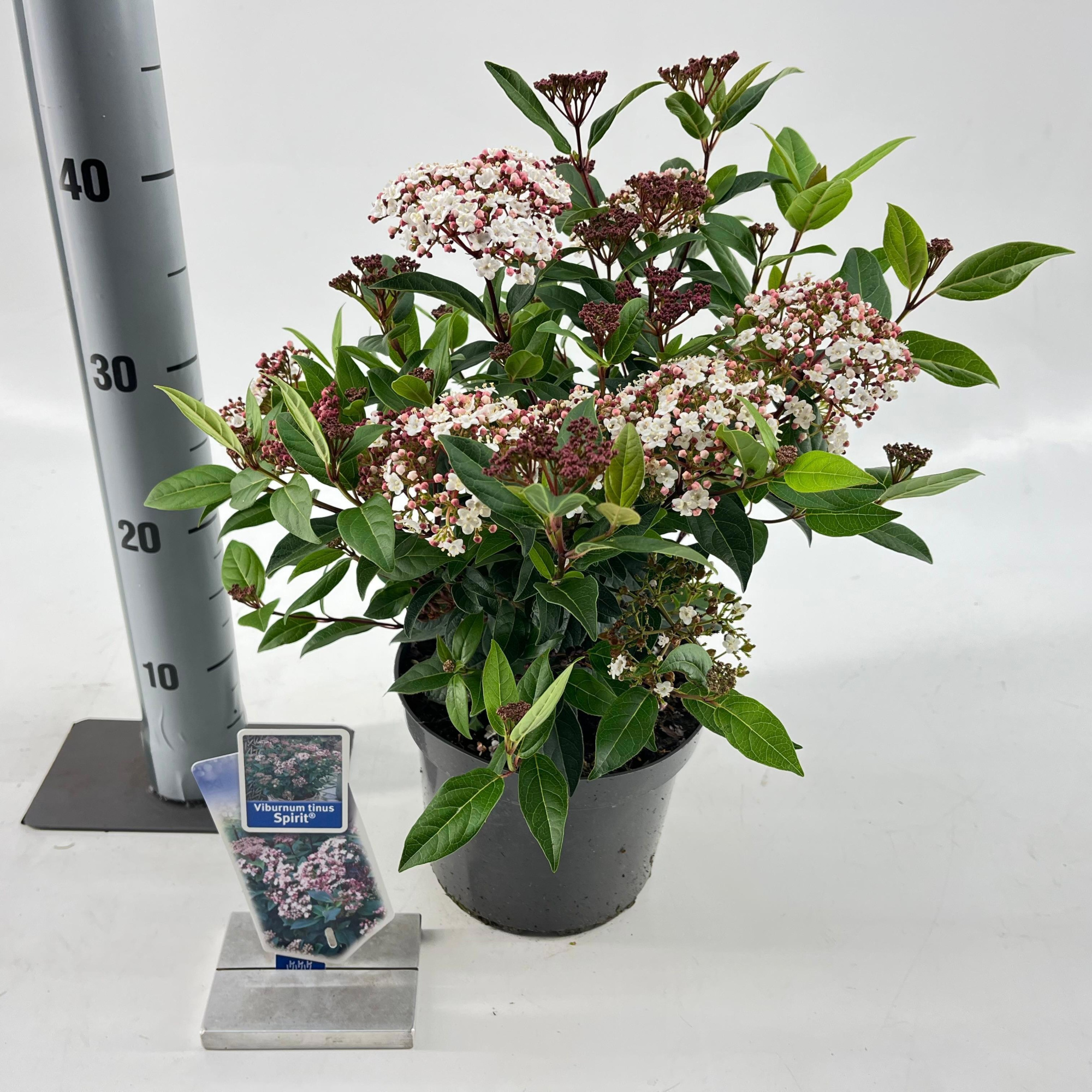 Viburnum tinus Spirit ('Anvi'PBR), D 19
