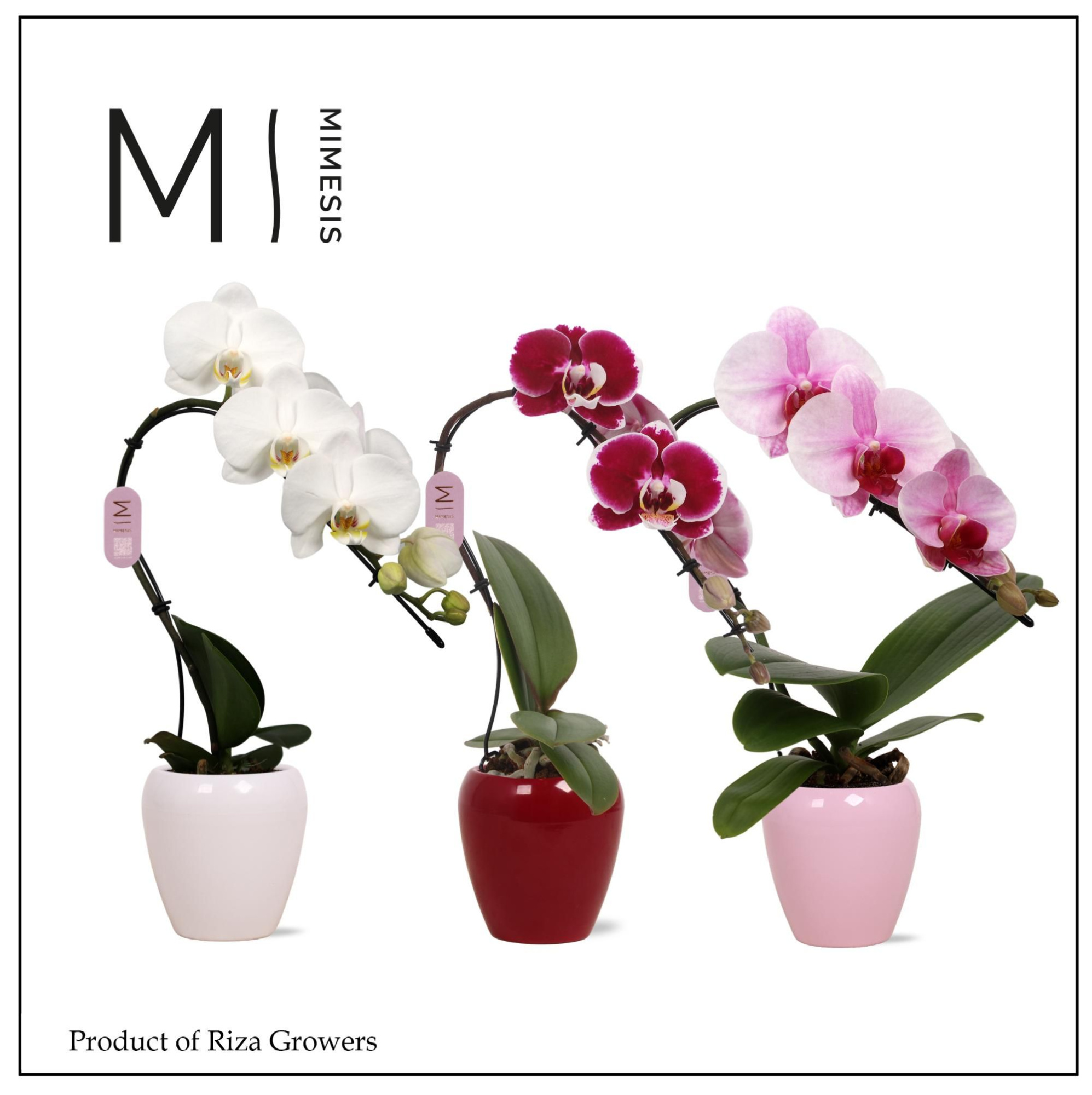 Mimesis Phal. Swan Mix - 1 spike 7cm in Martine Mix Ceramic, D 7 cm