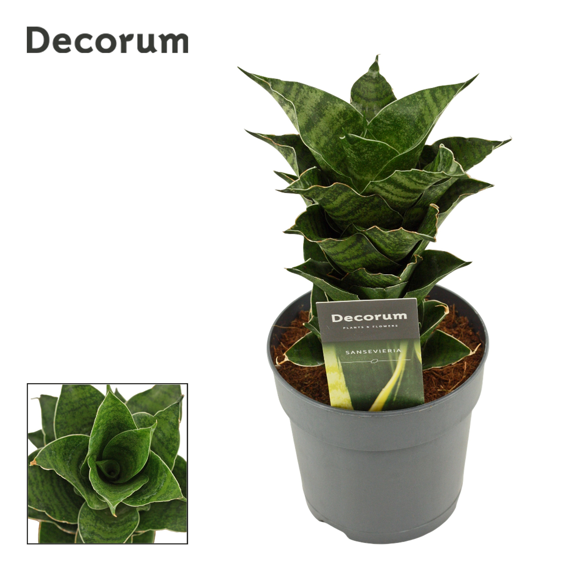 Sansevieria Mahanakorn 12 cm (Decorum), D 12