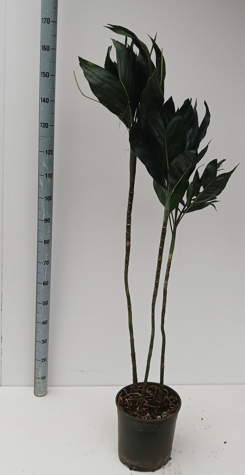 chamaedorea metallica, D 27 cm