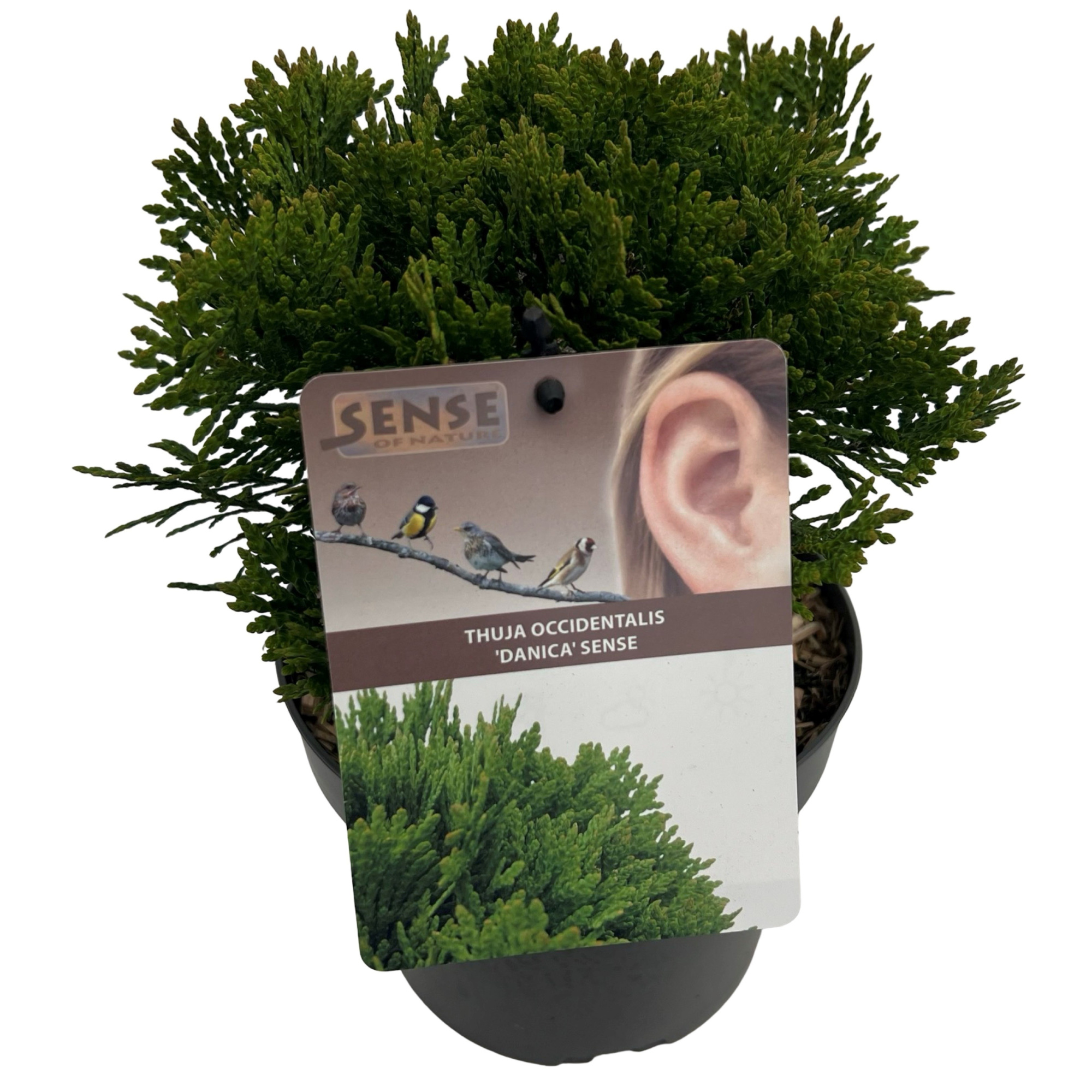 Thuja occ. 'Danica' sense, D 17