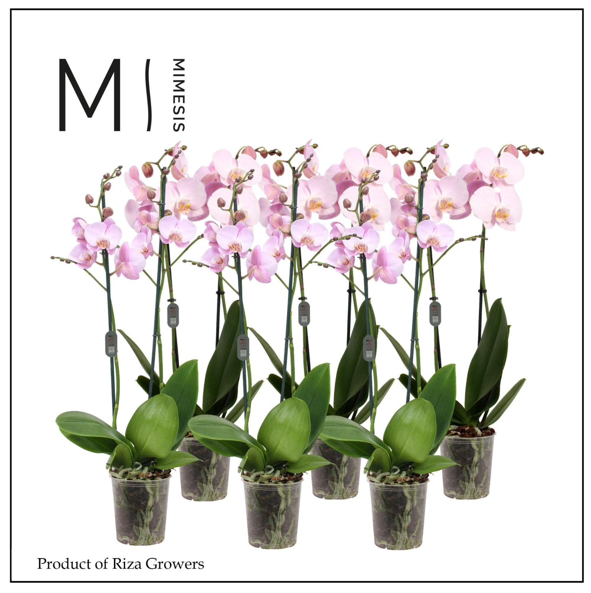 Phalaenopsis Light Pink 2 spike - 12cm | Mimesis, D 12 cm