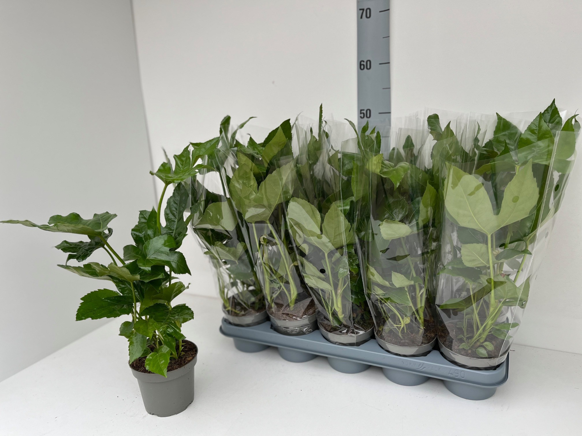 Fatsia overig, D 12 cm