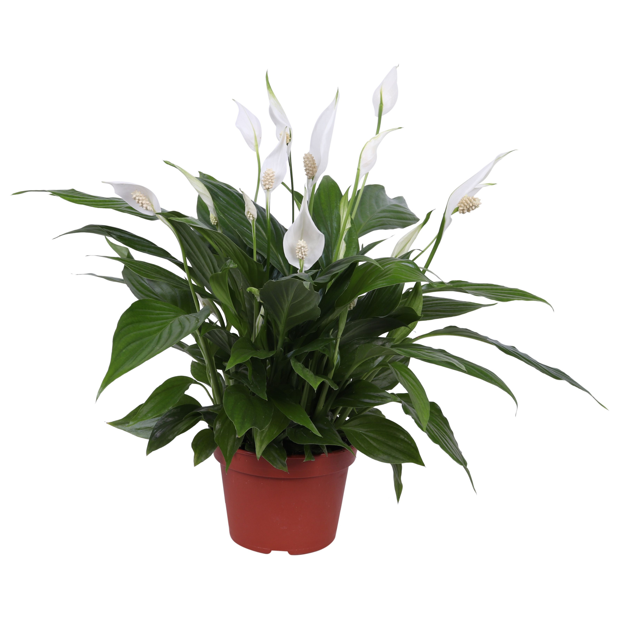Spathiphyllum Pearl Cupido 15cm zonder hoes, D 15 cm