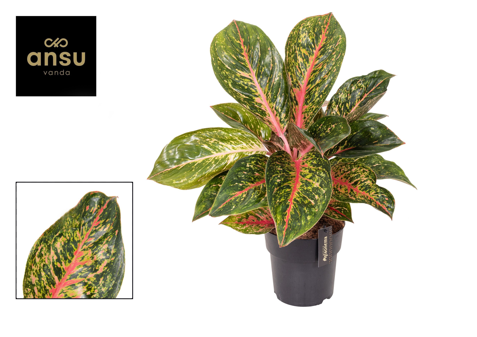 Aglaonema Lychee Red, D 19