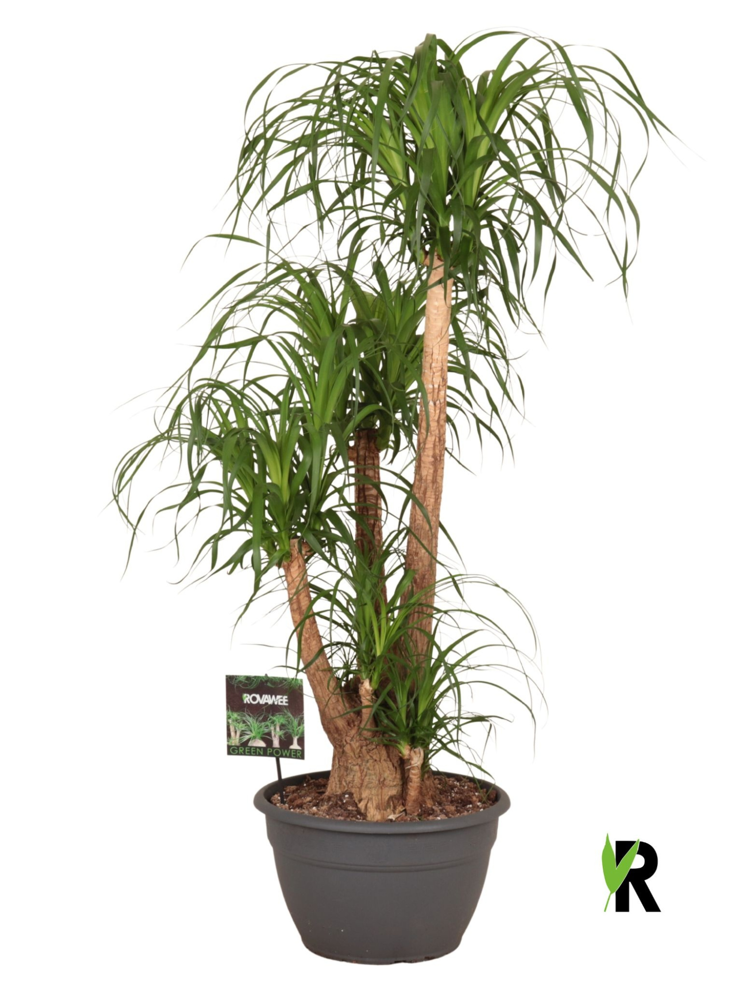 Beaucarnea rec. vertakt, D 35 cm