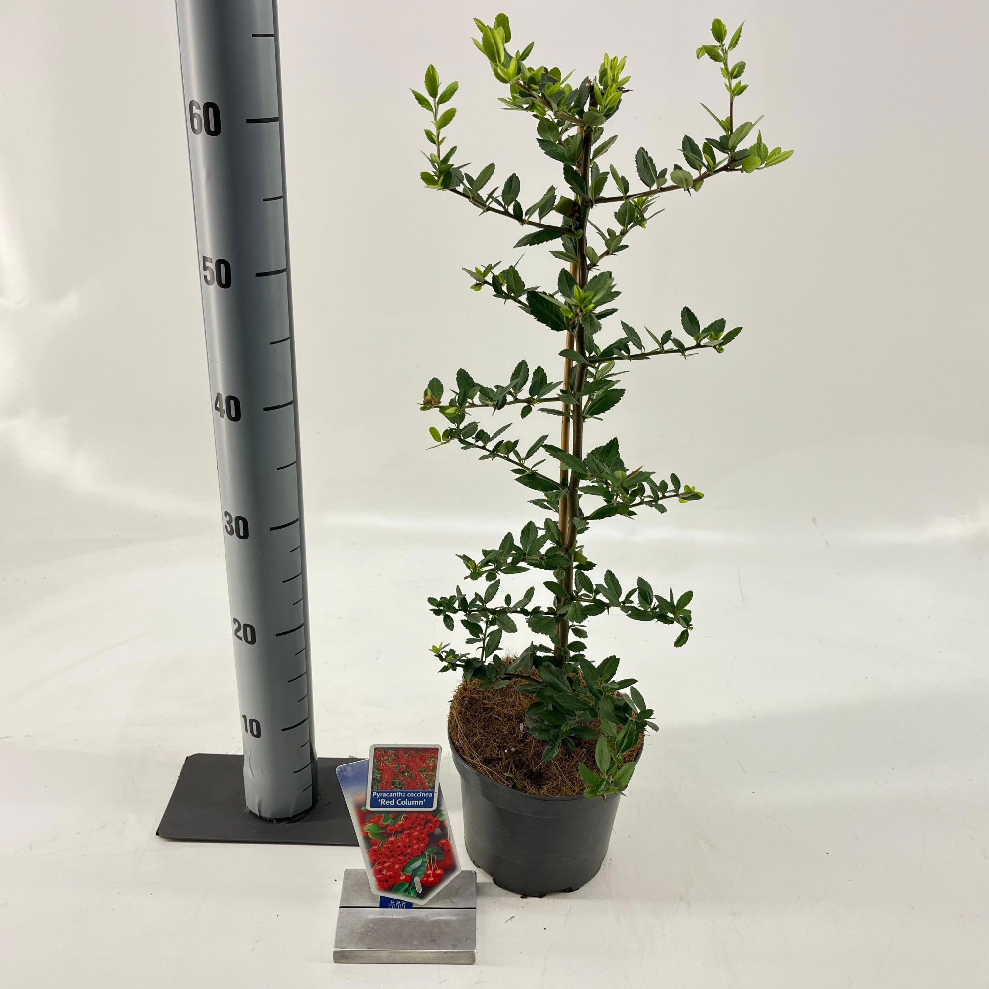 Pyracantha 'Red Column', D 17 cm