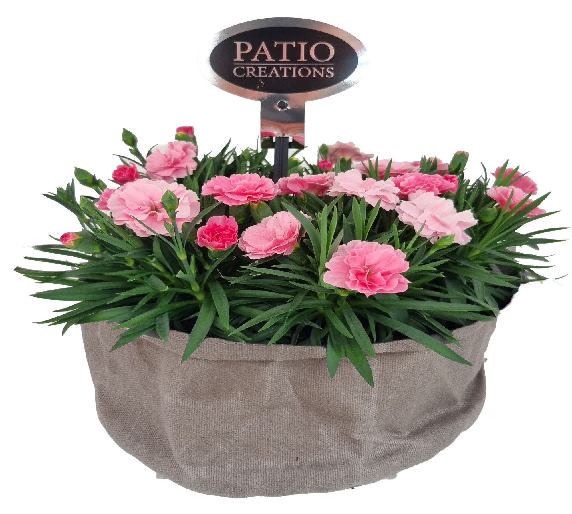 DI745-9323 Dianthus/Muehlenbeckia canvas rond, D 22