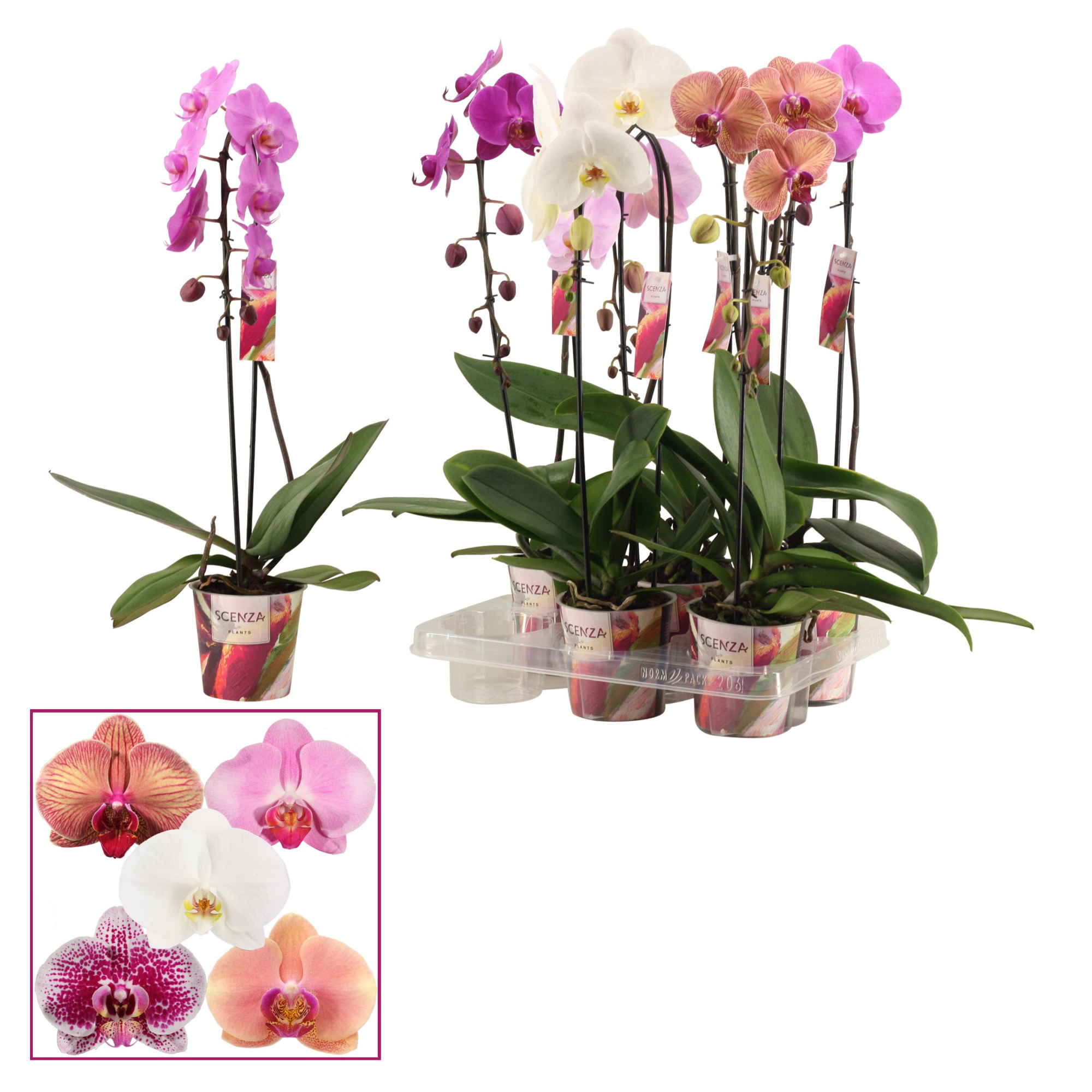 Phalaenopsis cascade 1 tak mix (Scenza), D 12 cm