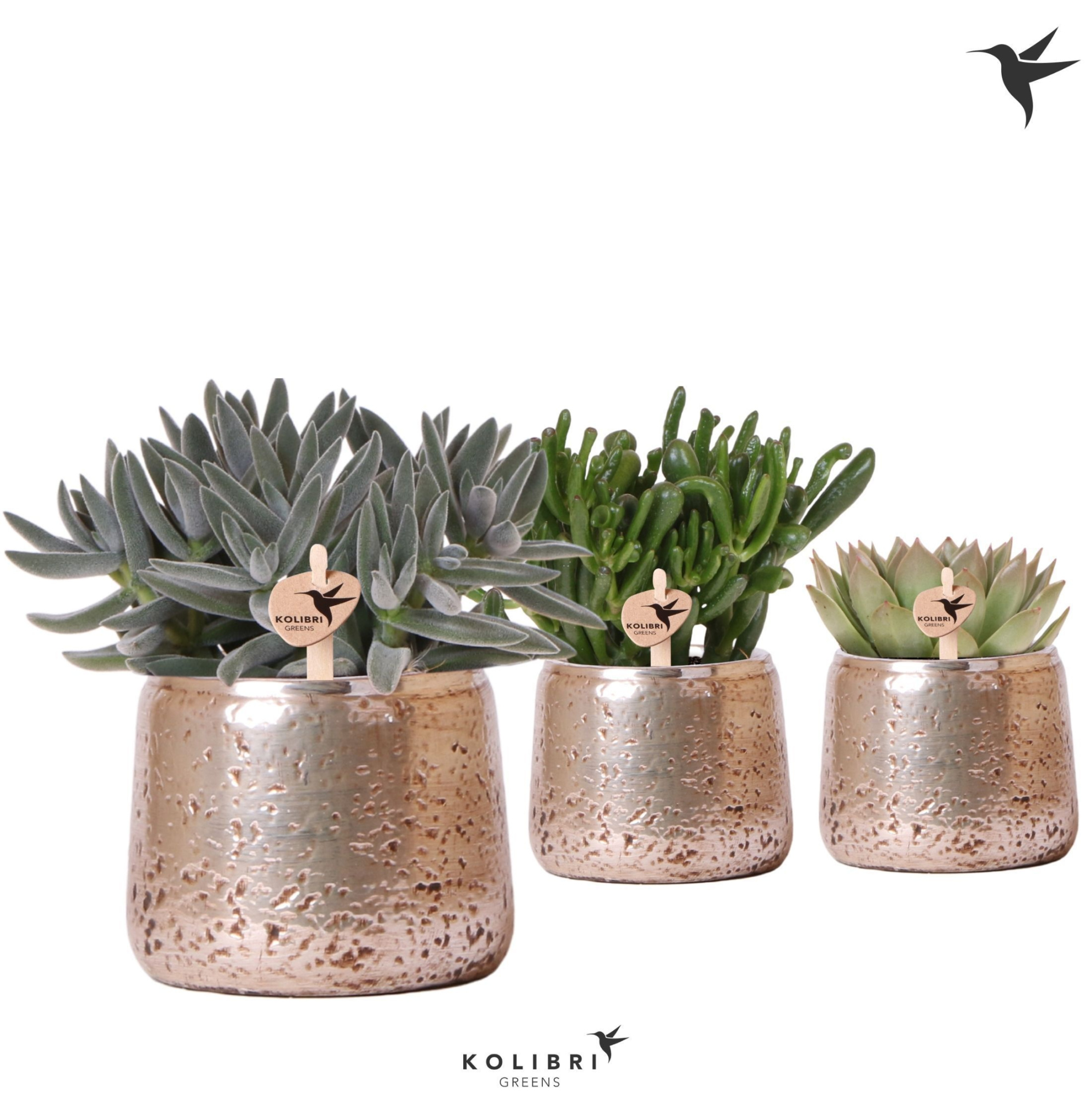 Kolibri Greens Succulenten mix in Luxury pot silver, D 12 cm