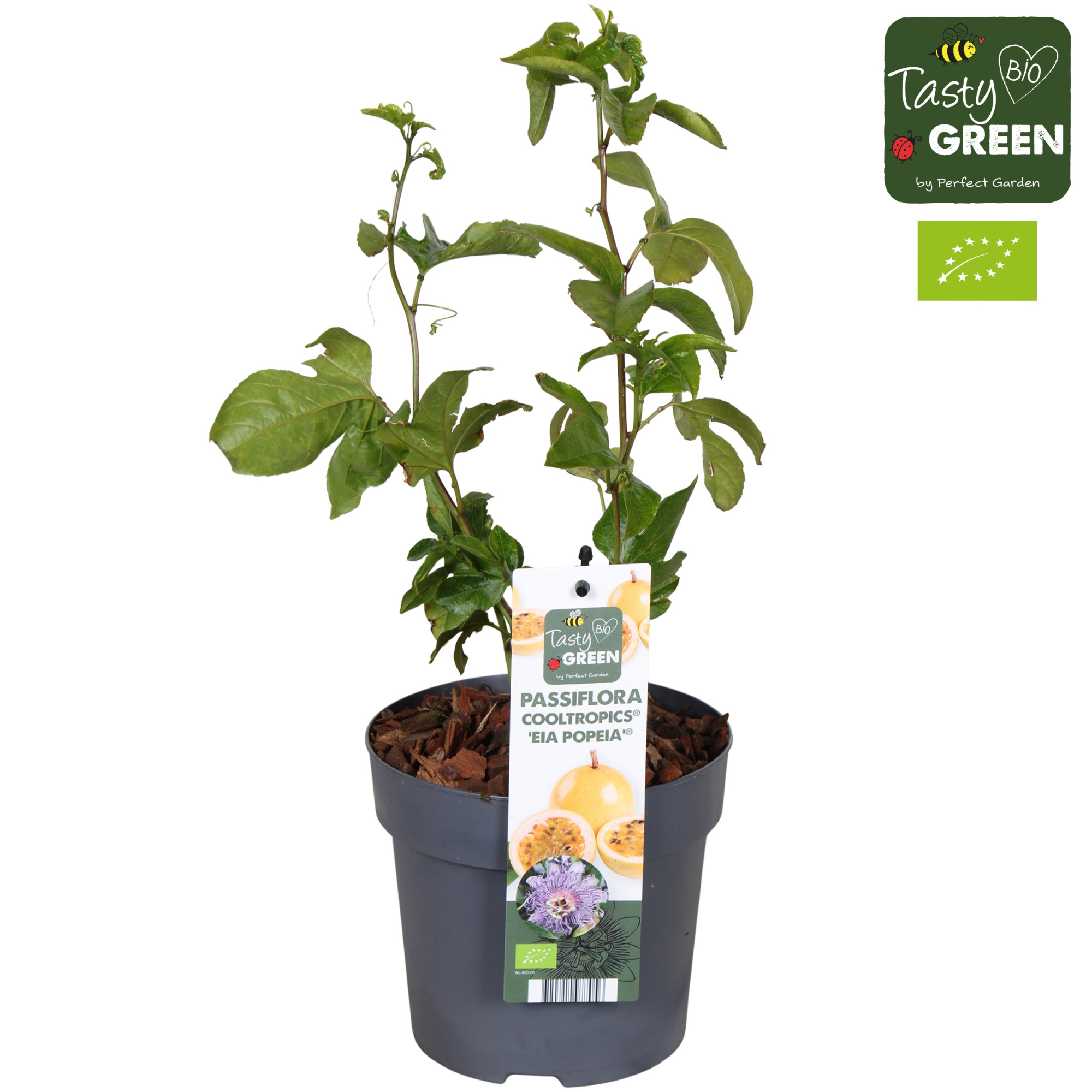 Passiflora cooltropics 'Eia Popeia' Bio P14, D 14