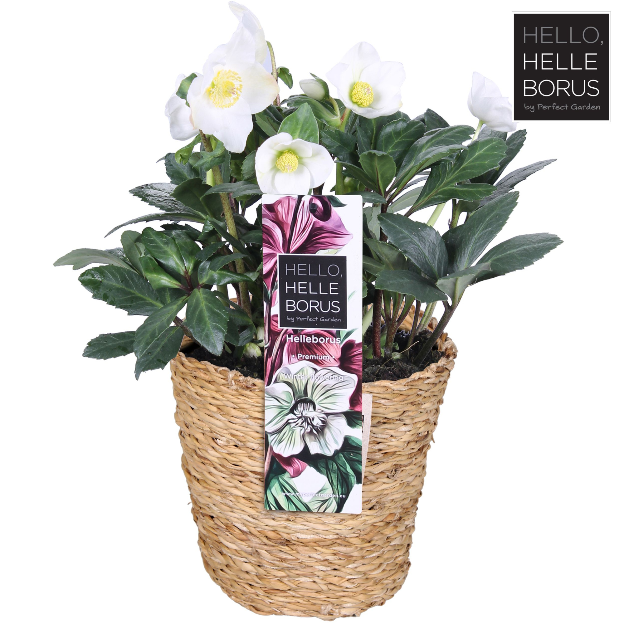 Helleborus niger 'Christmas Carol' P17 (Seagrass Basket), D 17 cm