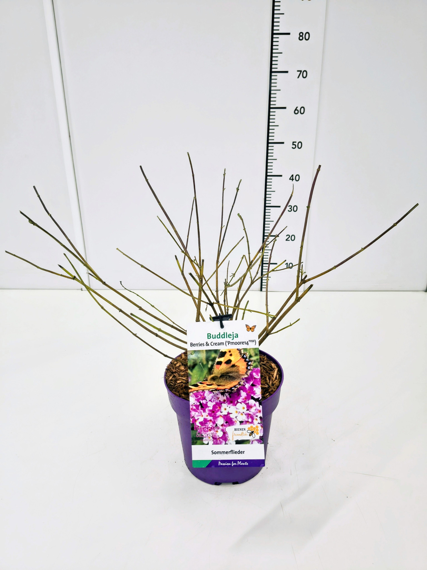 Buddleja dav. 'Berries and Cream' C5, D 23 cm