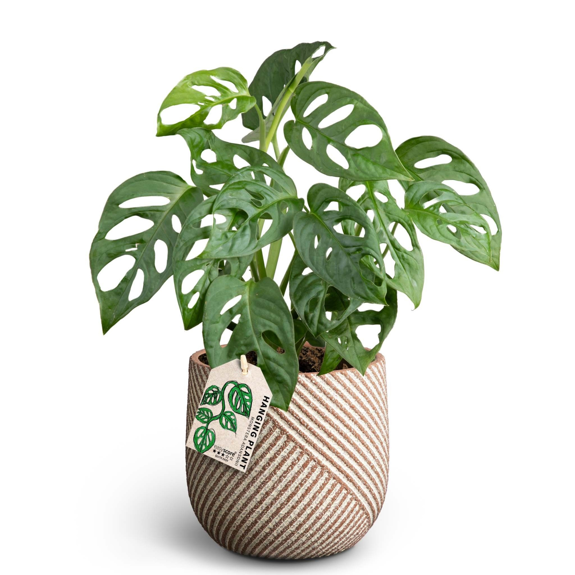 Grove Nougat, Monstera adansonii, D 12 cm