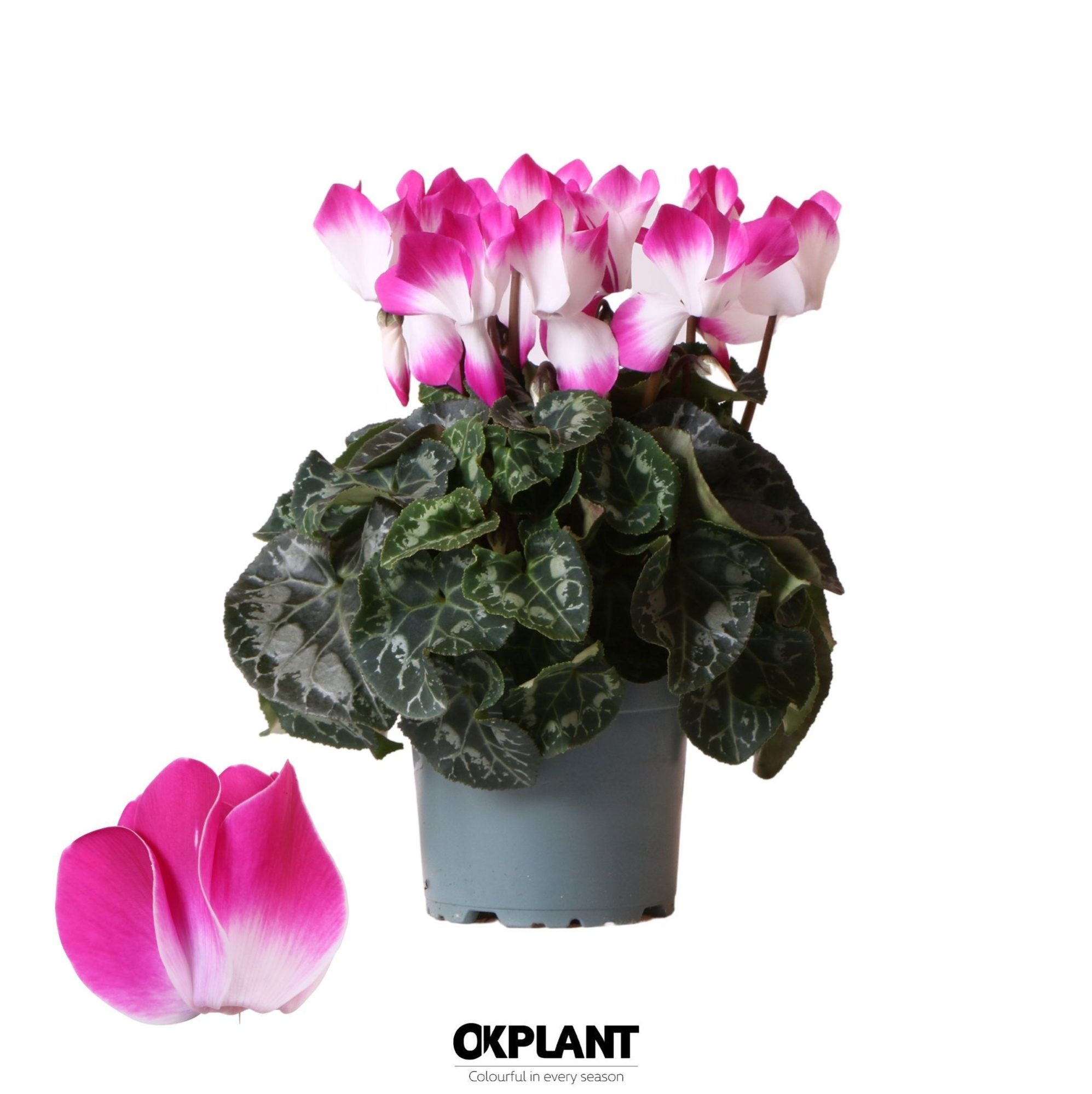 Cyclamen Indiaka violet, D 12 cm