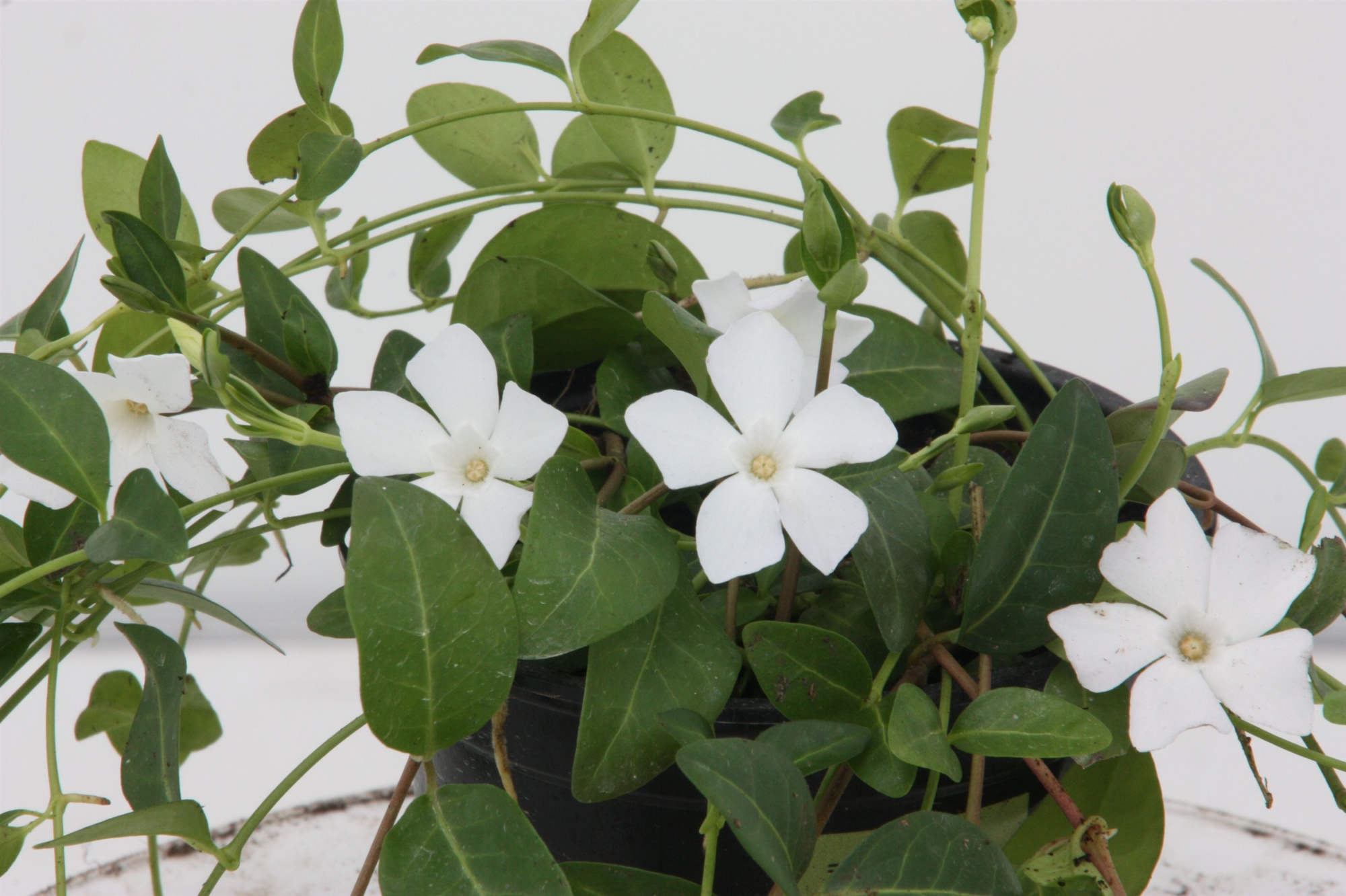Vinca minor 'Alba', D 11 cm