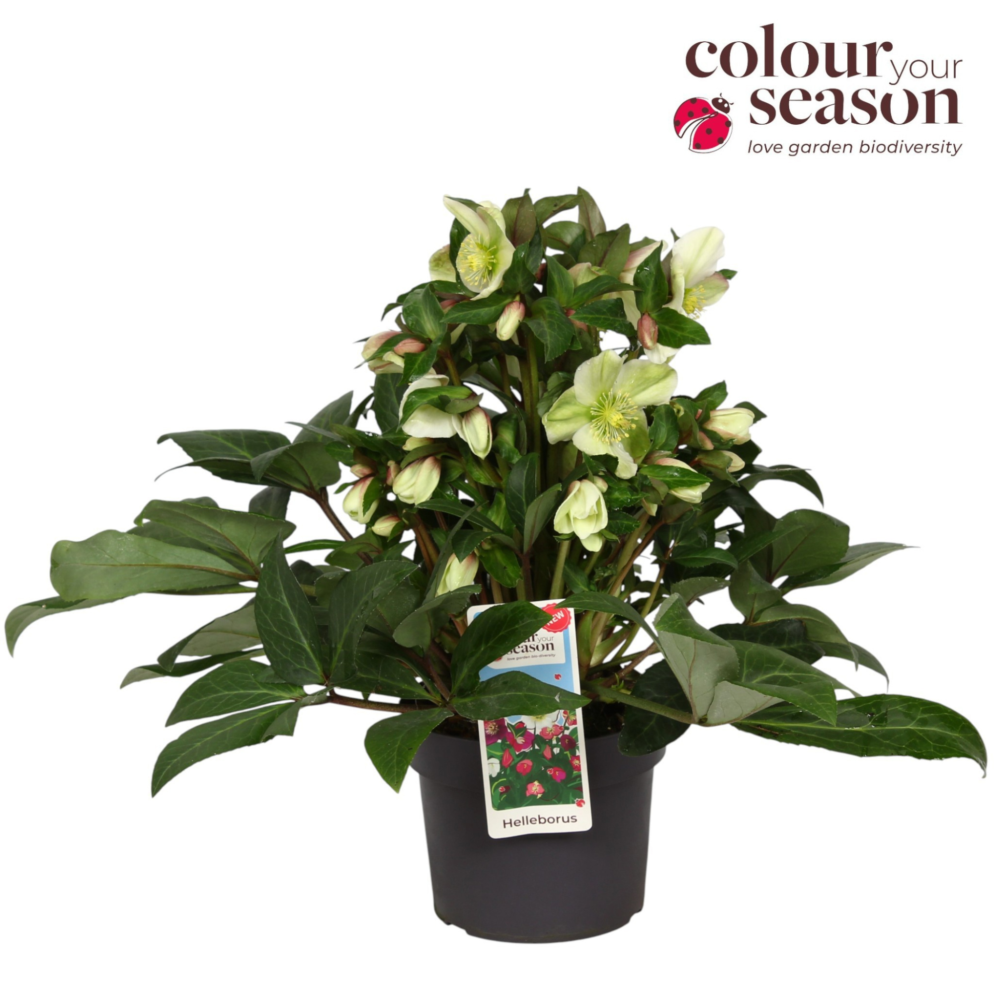 Helleborus Winter Sparkle Ballardiae P19, D 19