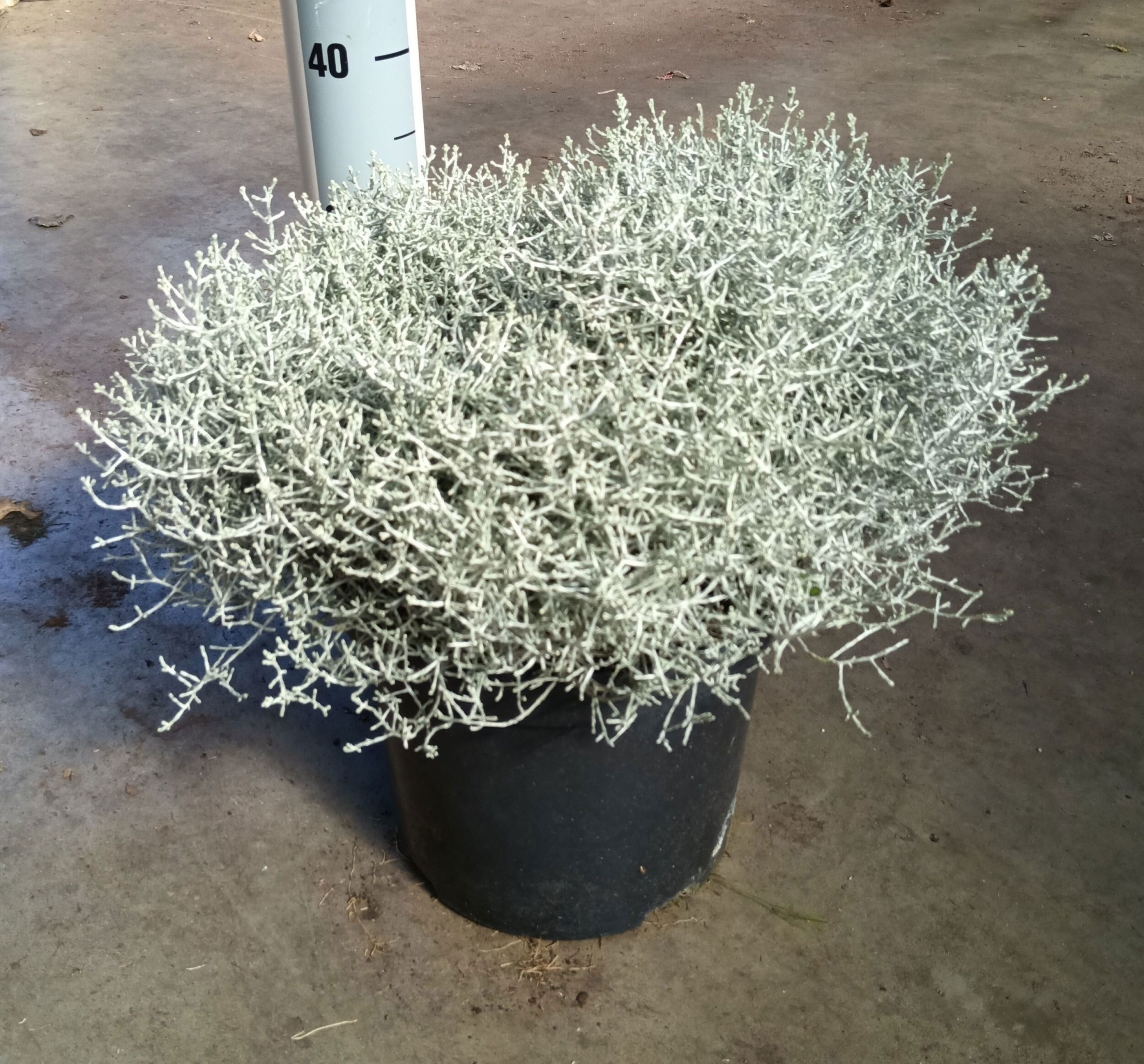 calocephalus, D 26 cm