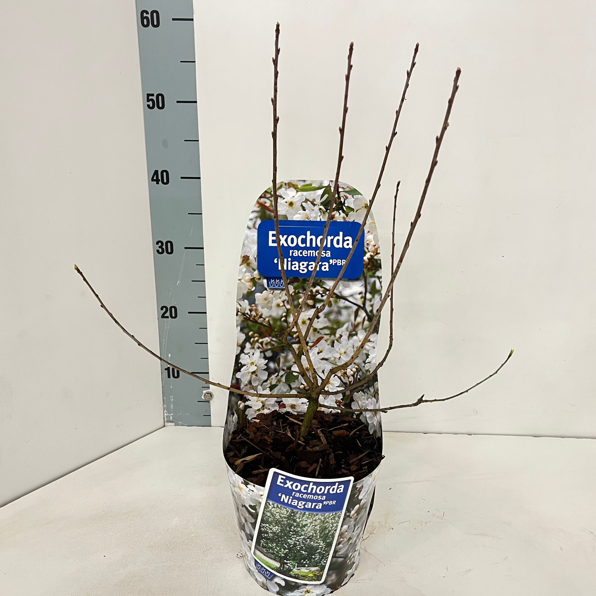 Exochorda racemosa 'Niagara' PBR (in potcover), D 17