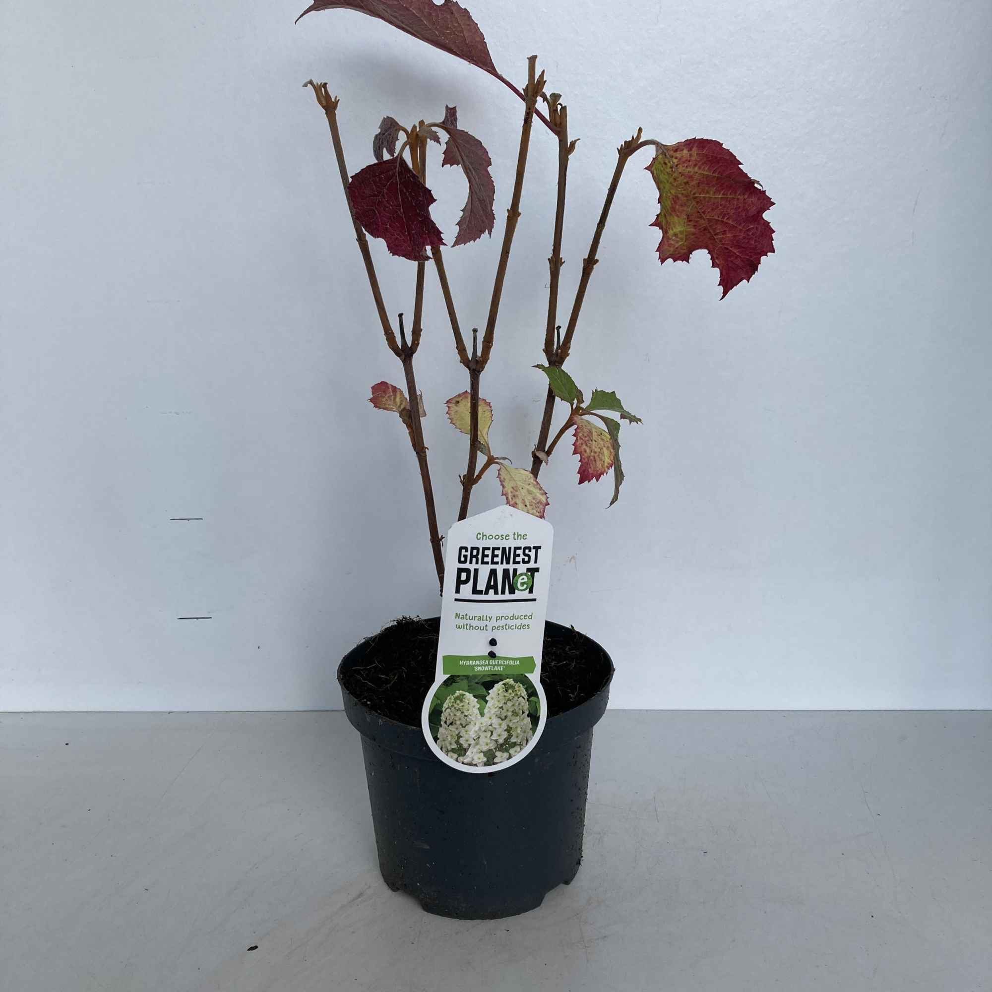 Hydrangea quercifolia 'Snowflake', D 19