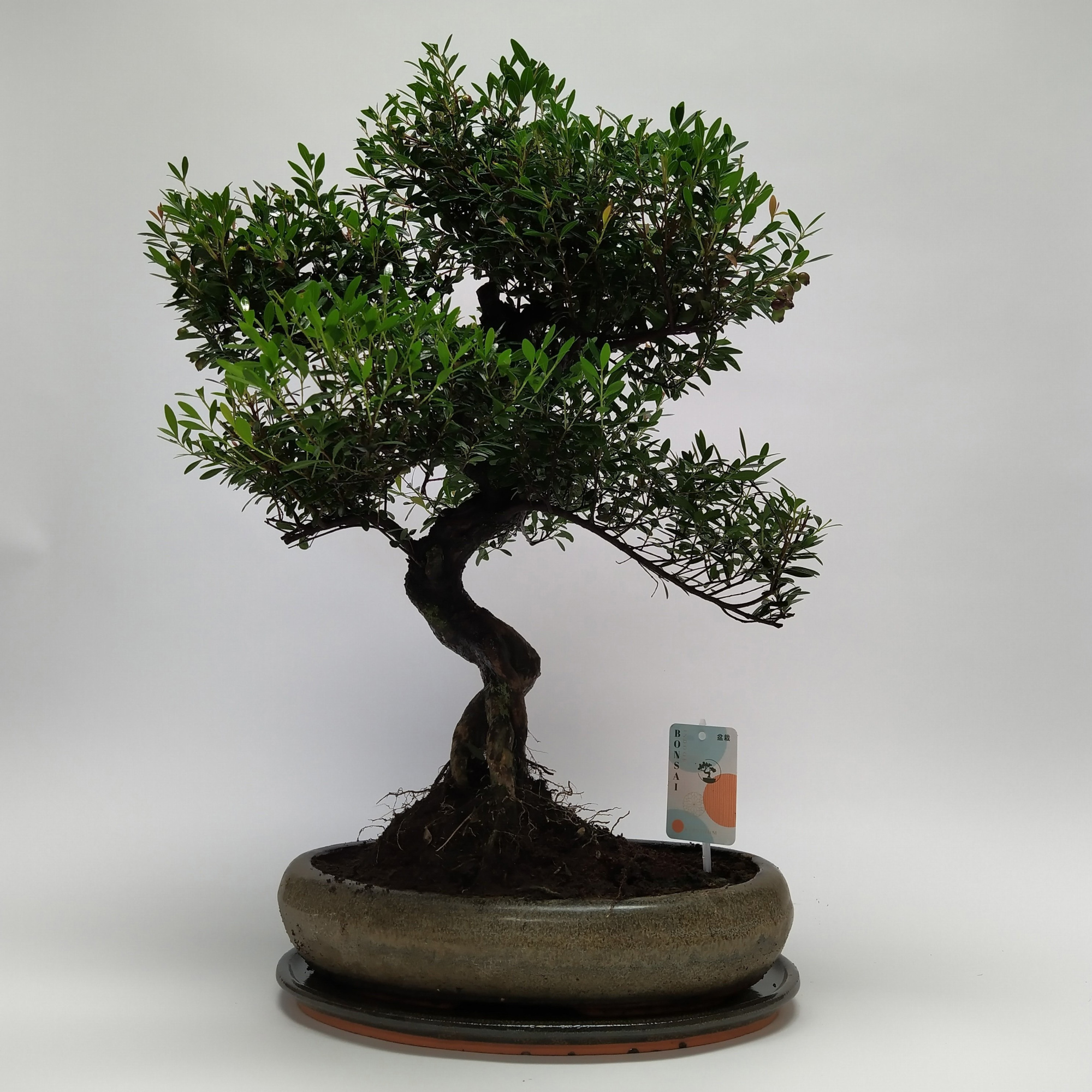 Syzygium S-shape Bonsai 'Oval' 40 cm, D 40 cm