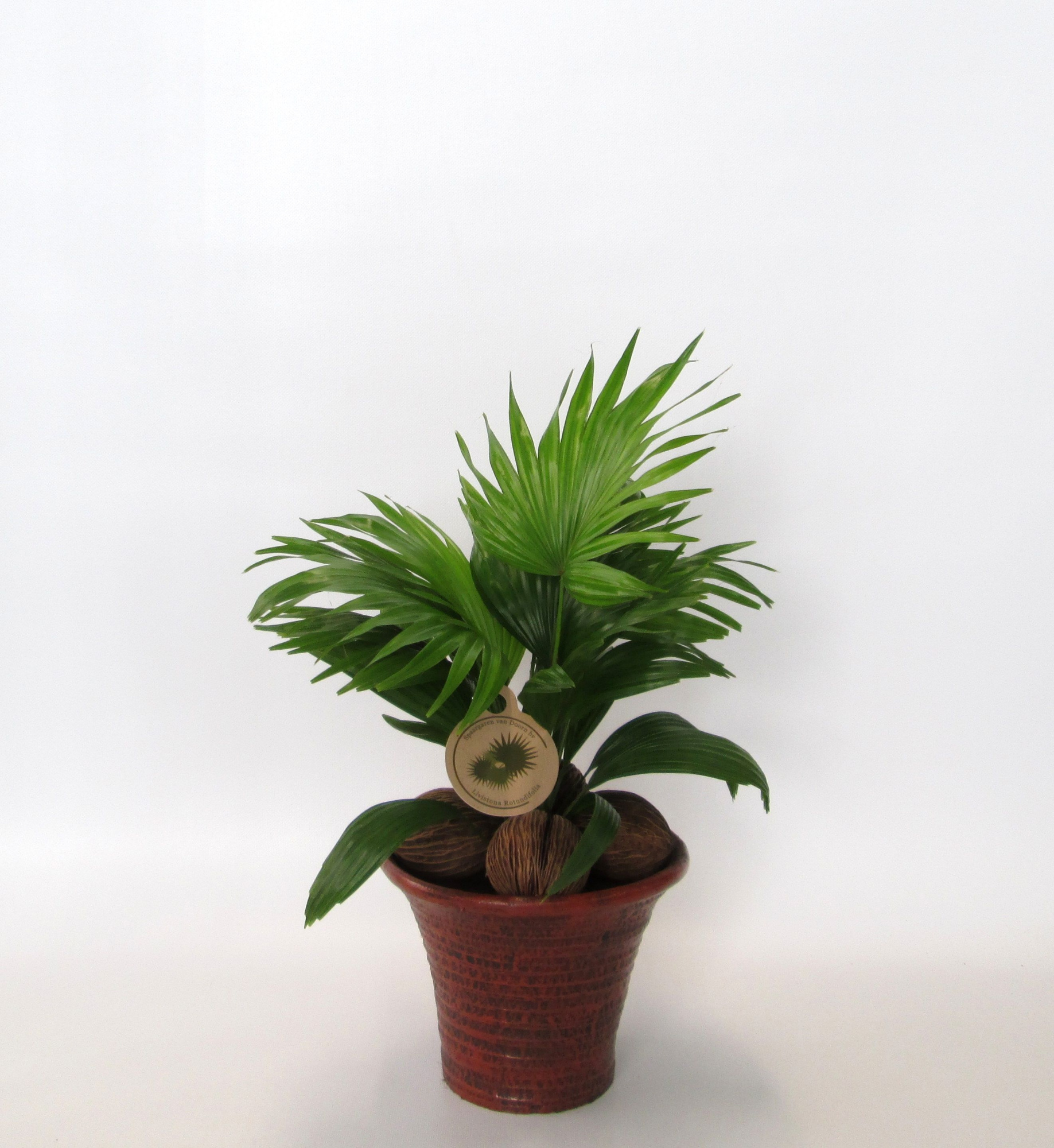 Livistona rotundifolia, D 19 cm