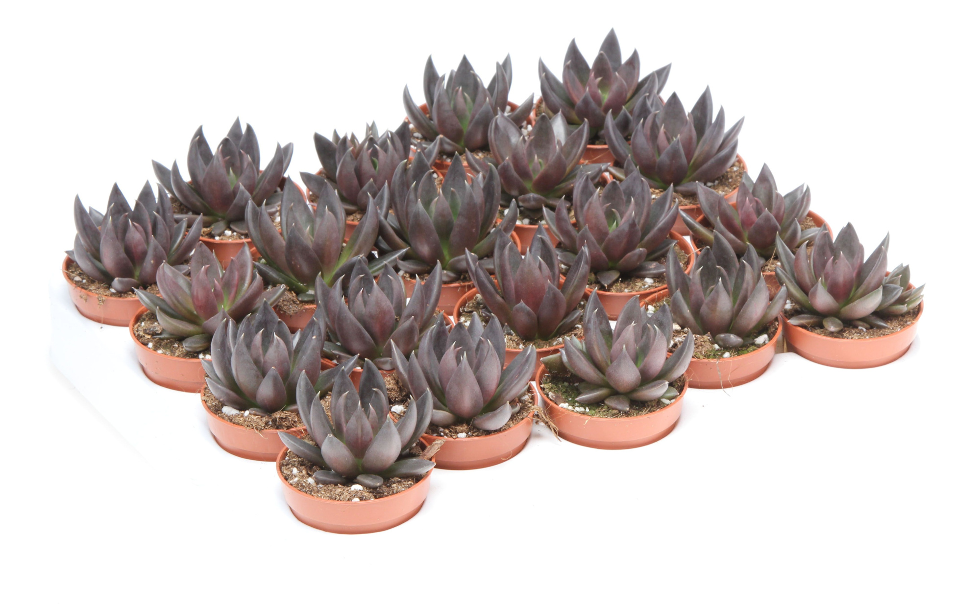 Echeveria affines, D 5,5 cm
