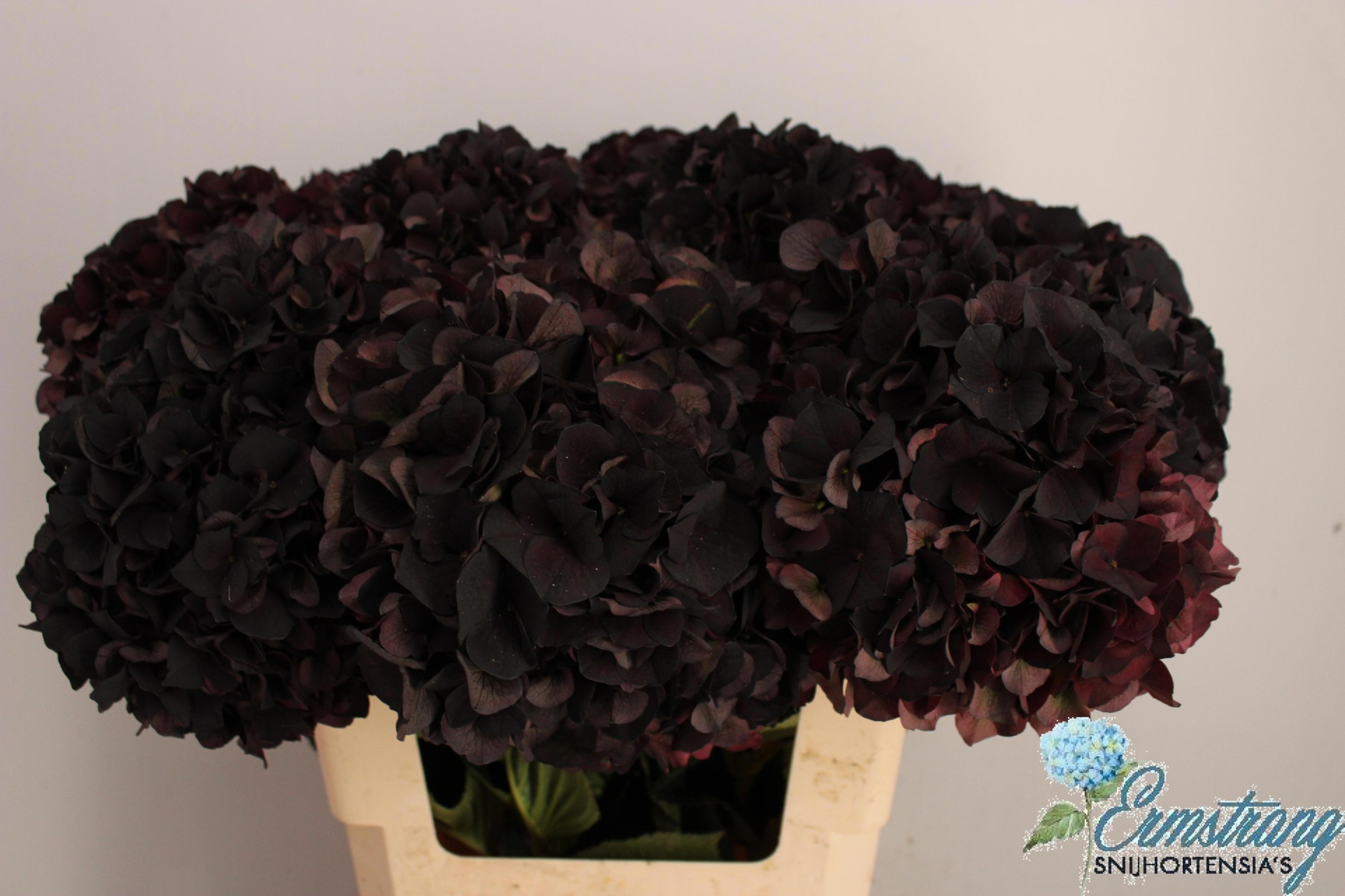 Гортензия Мэджикал Дарк Руби Классик 60, шт.