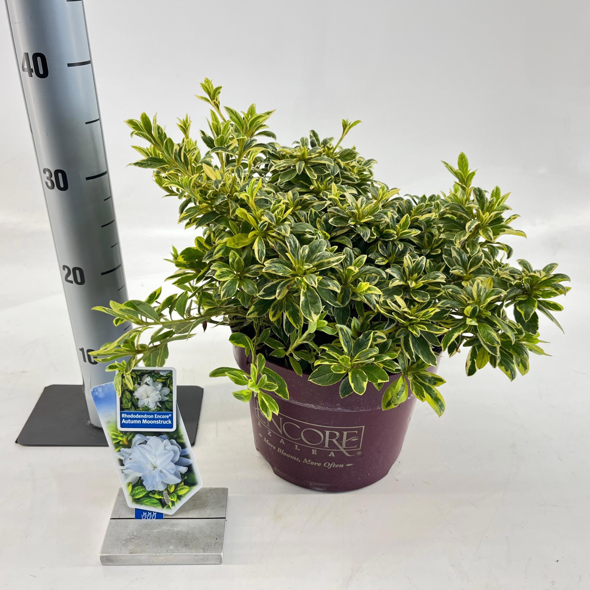 Rhododendron ENCORE® Autumn Moonstruck ('Roblezf'PBR), D 23 cm