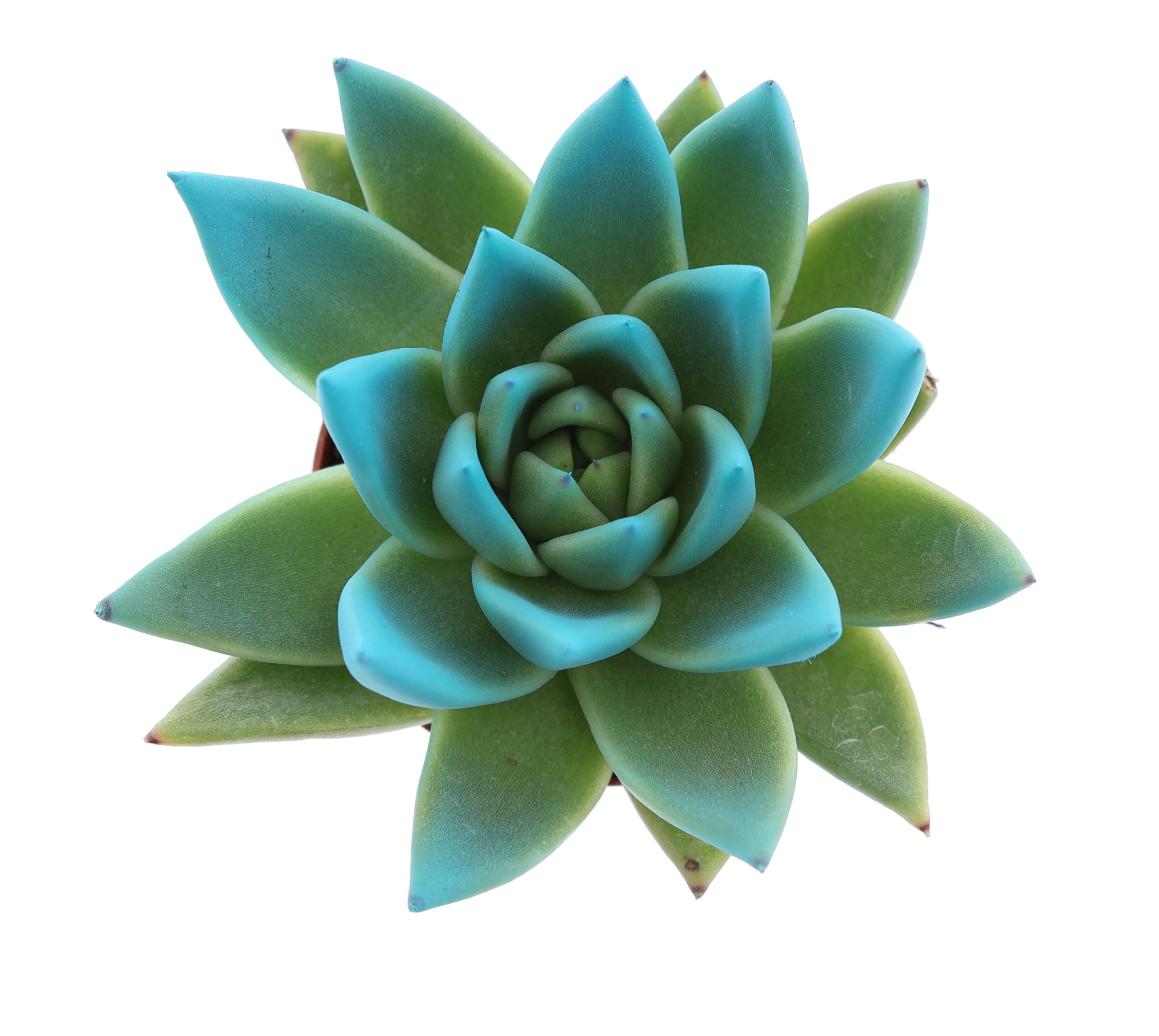 Miranda tips sky blue, D 6 cm