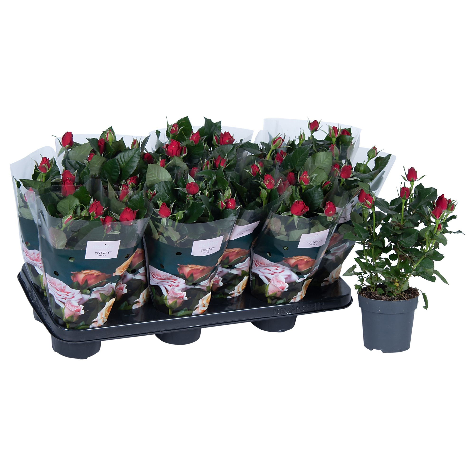 Nolina Roses Ø 10.5 cm Red st. 0-1, D 10,5 cm