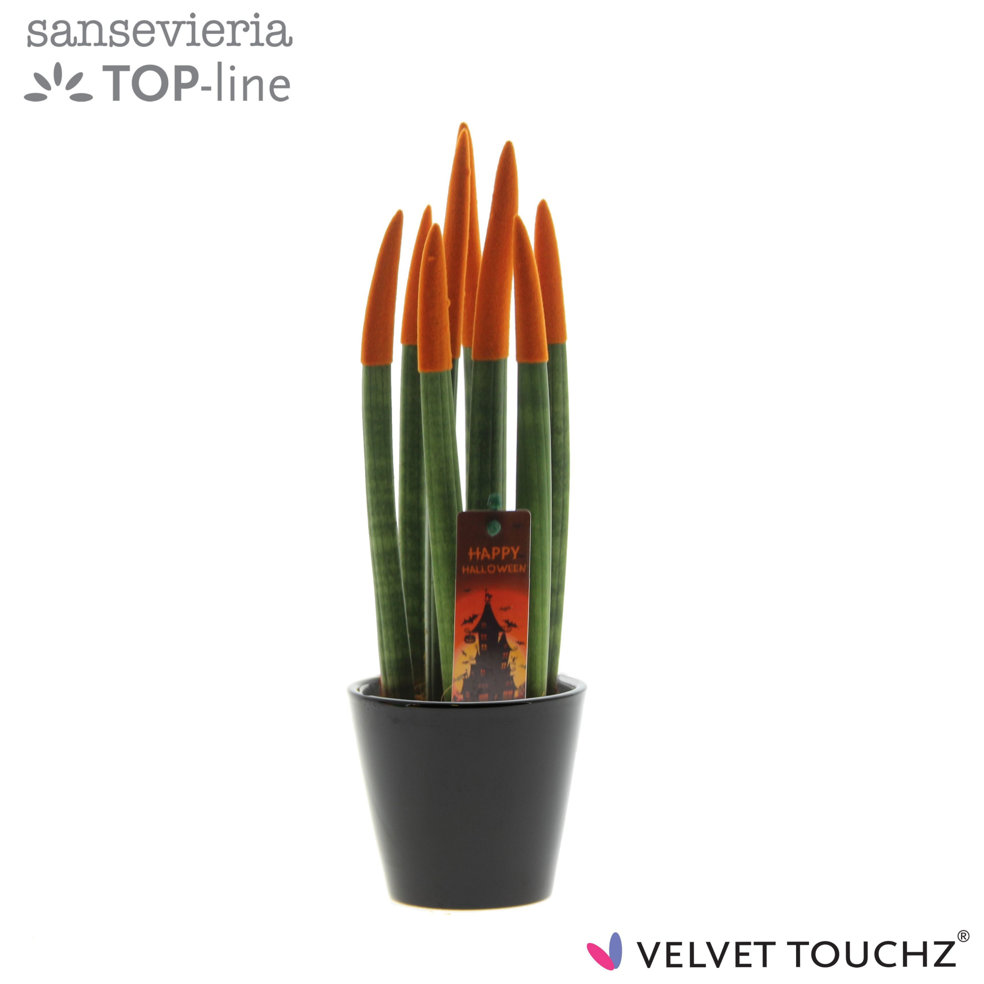 Sansevieria VELVET TOUCHZ® Halloween Oranje met zwart R'dam keramiek en steker, D 8,5