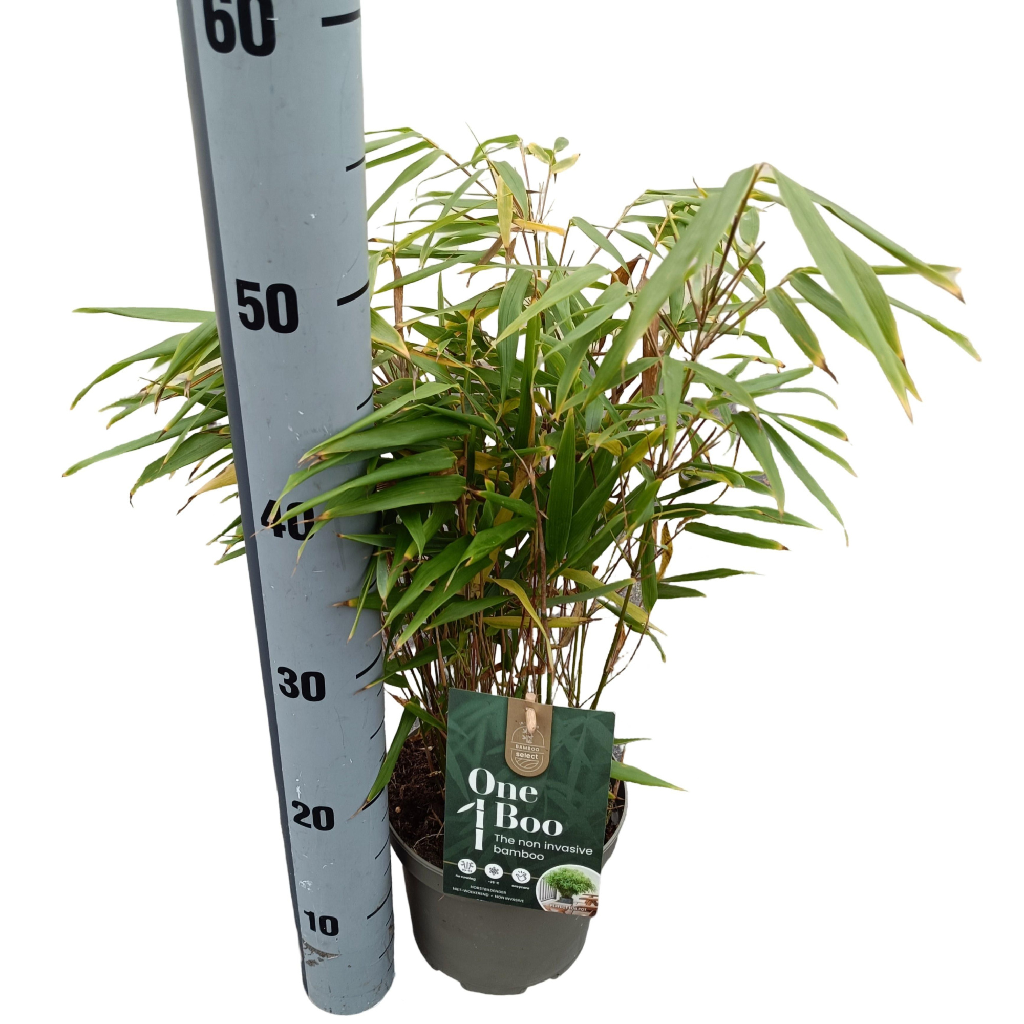 Fargesia robusta 'Formidable' C2, D 17