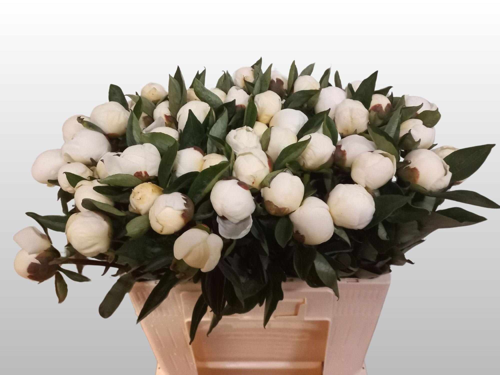 Пион Дюшес 55 (бел.), шт.