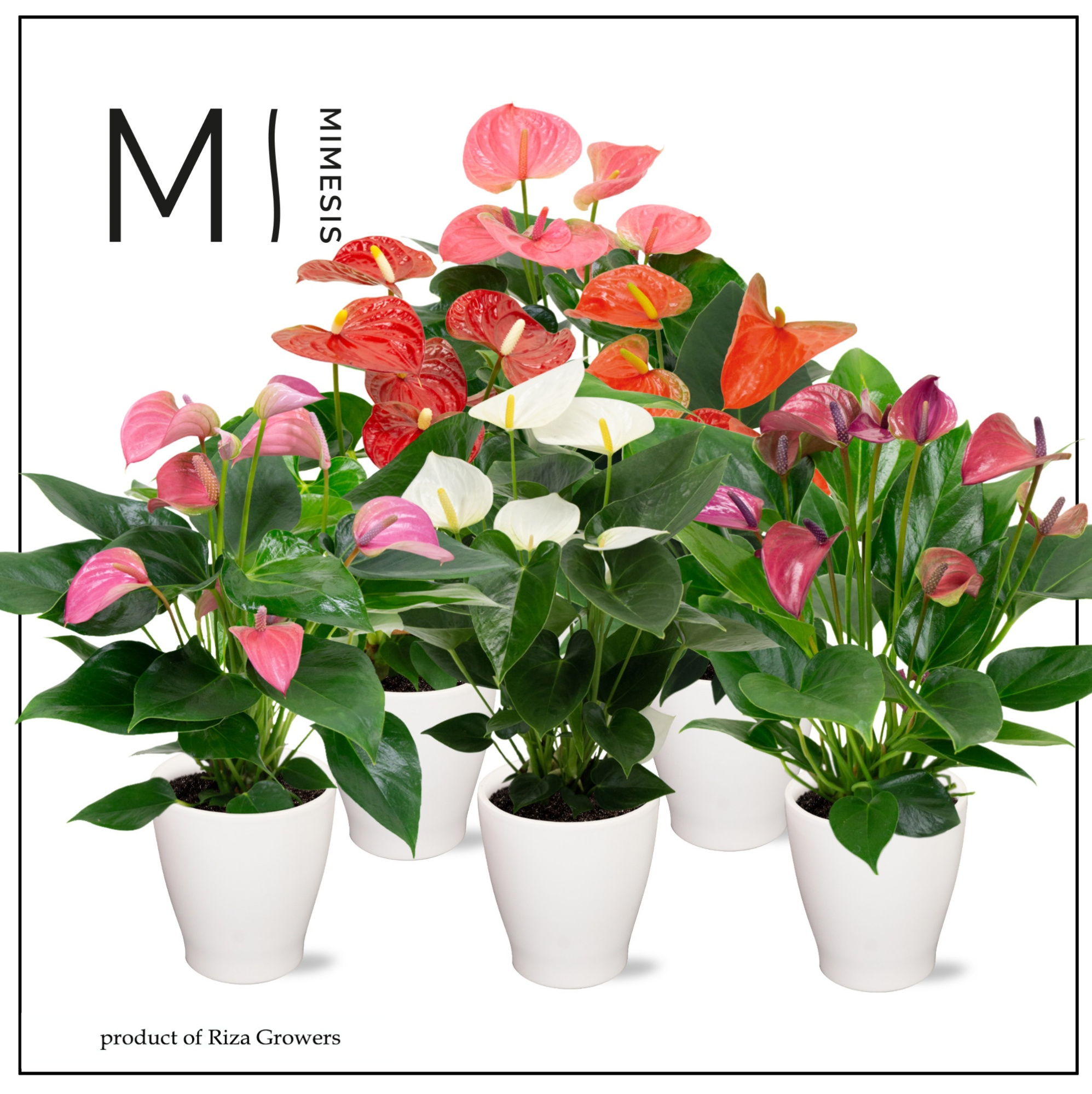 Mimesis Anthurium KARMA Mix - Carolina White, D 12