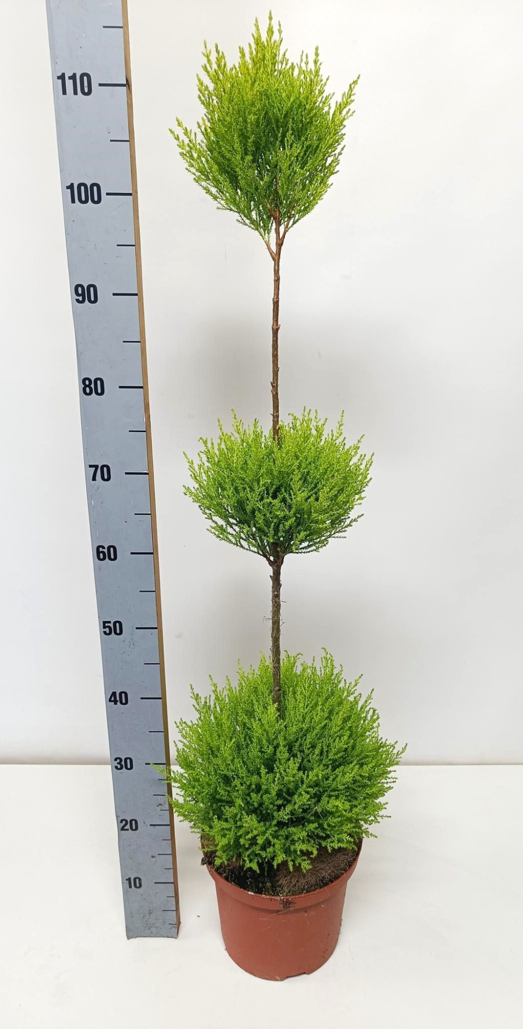 Cupressus goldcrest wilma "p23 triobol", D 23 cm