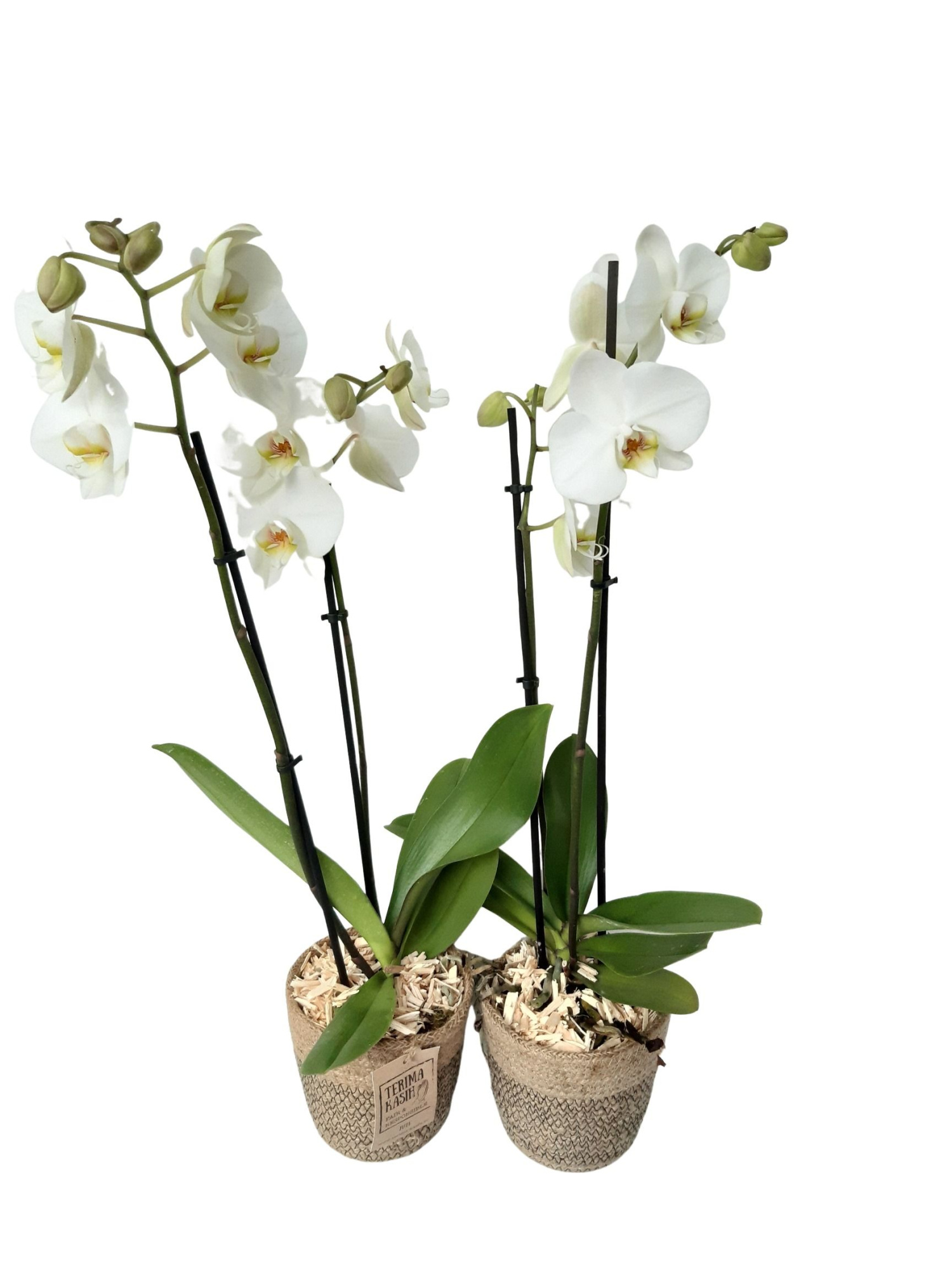 JM13PHW Phal 2t Wit in Jute mand + houtsnippers, D 13 cm