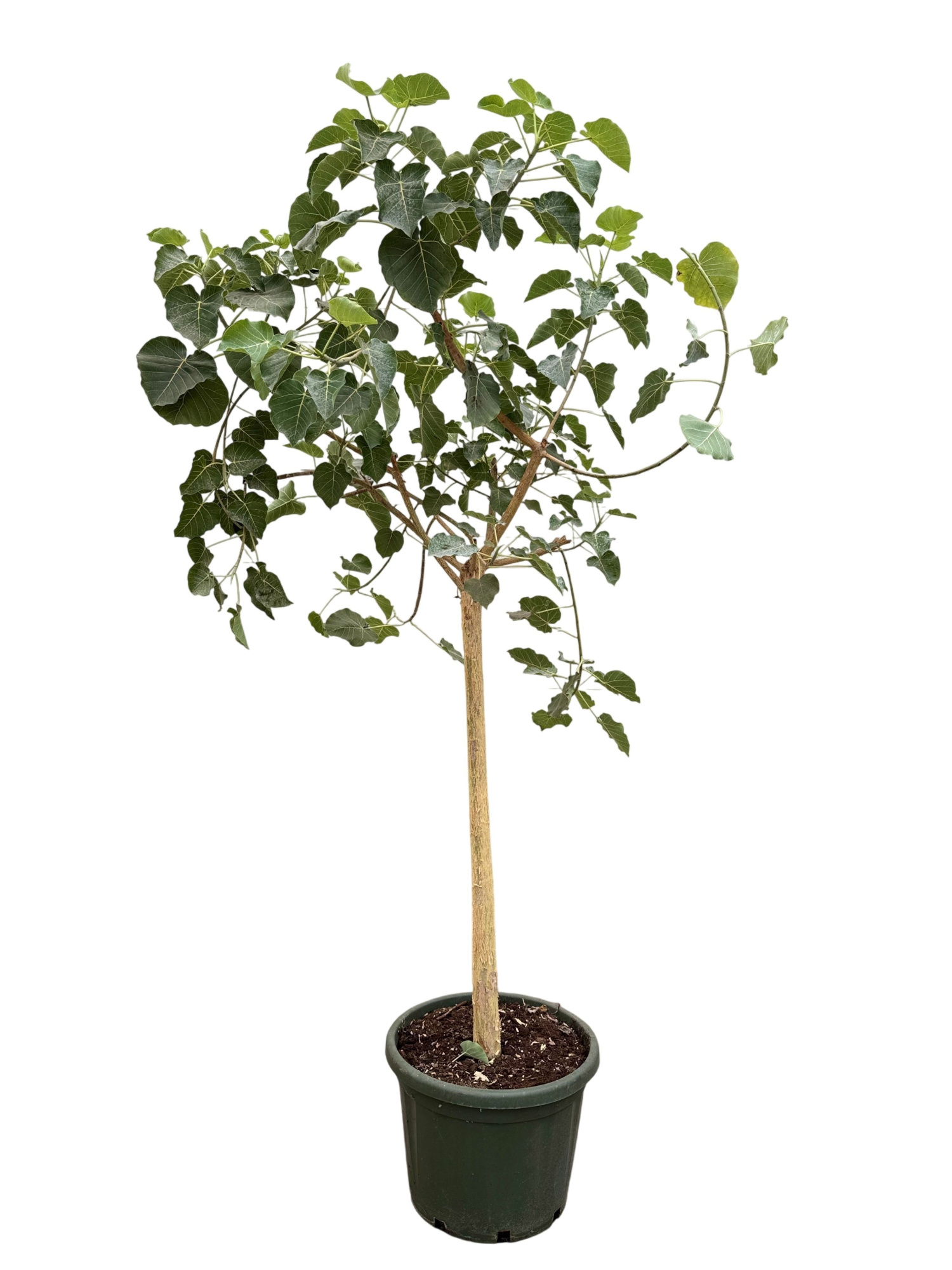 Ficus petiolaris P49, D 49