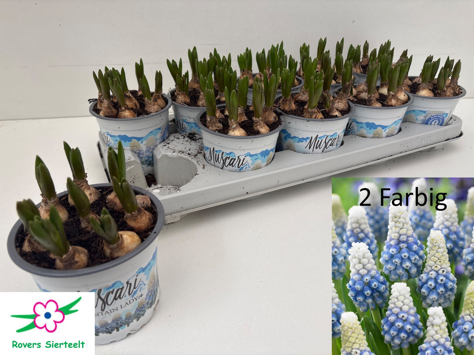 Muscari Mountain Lady, D 12