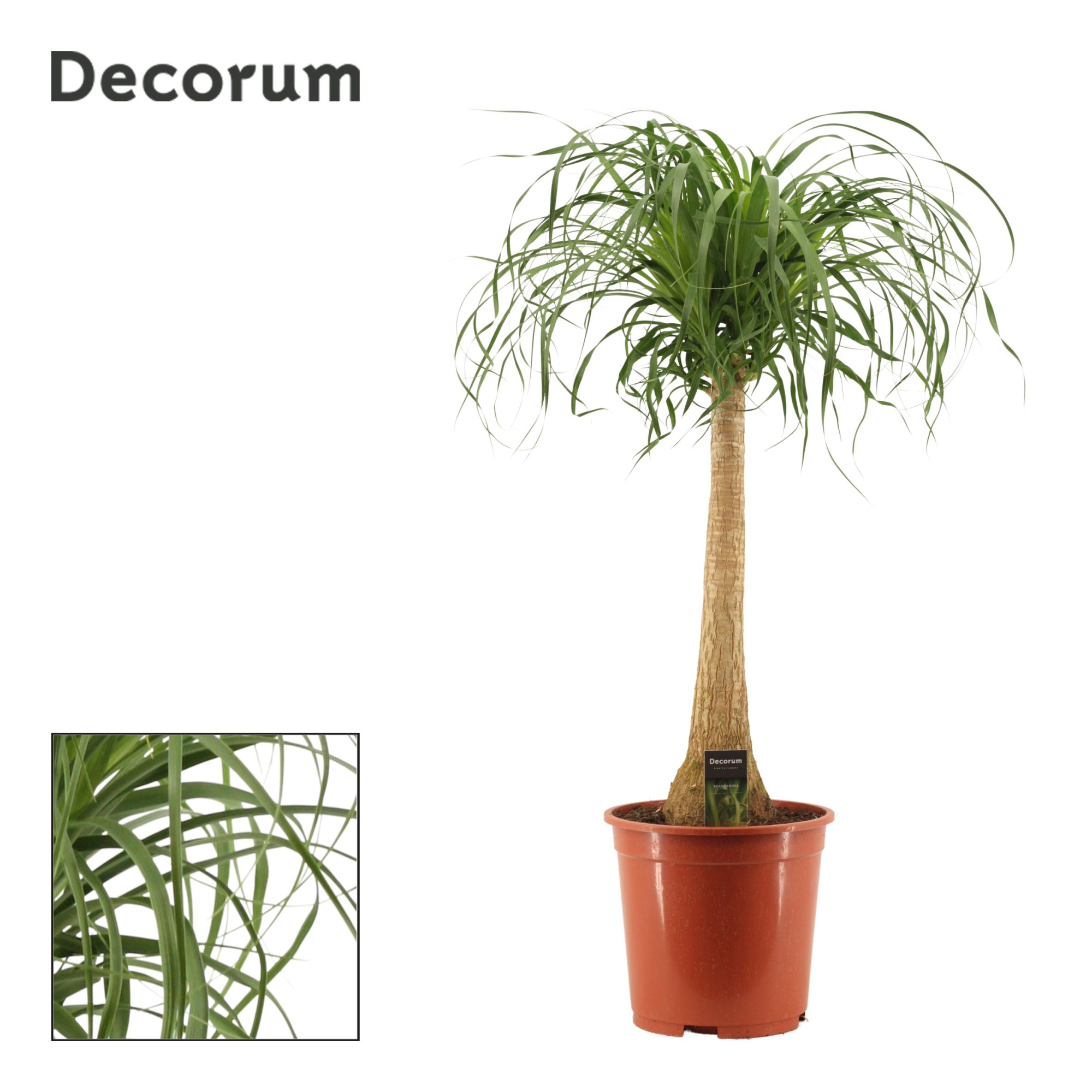 Beaucarnea recht 27 cm (Decorum), D 27 cm