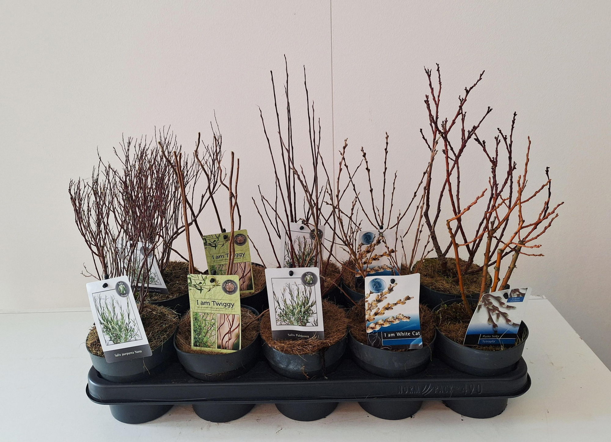Salix mix bush p12, D 12