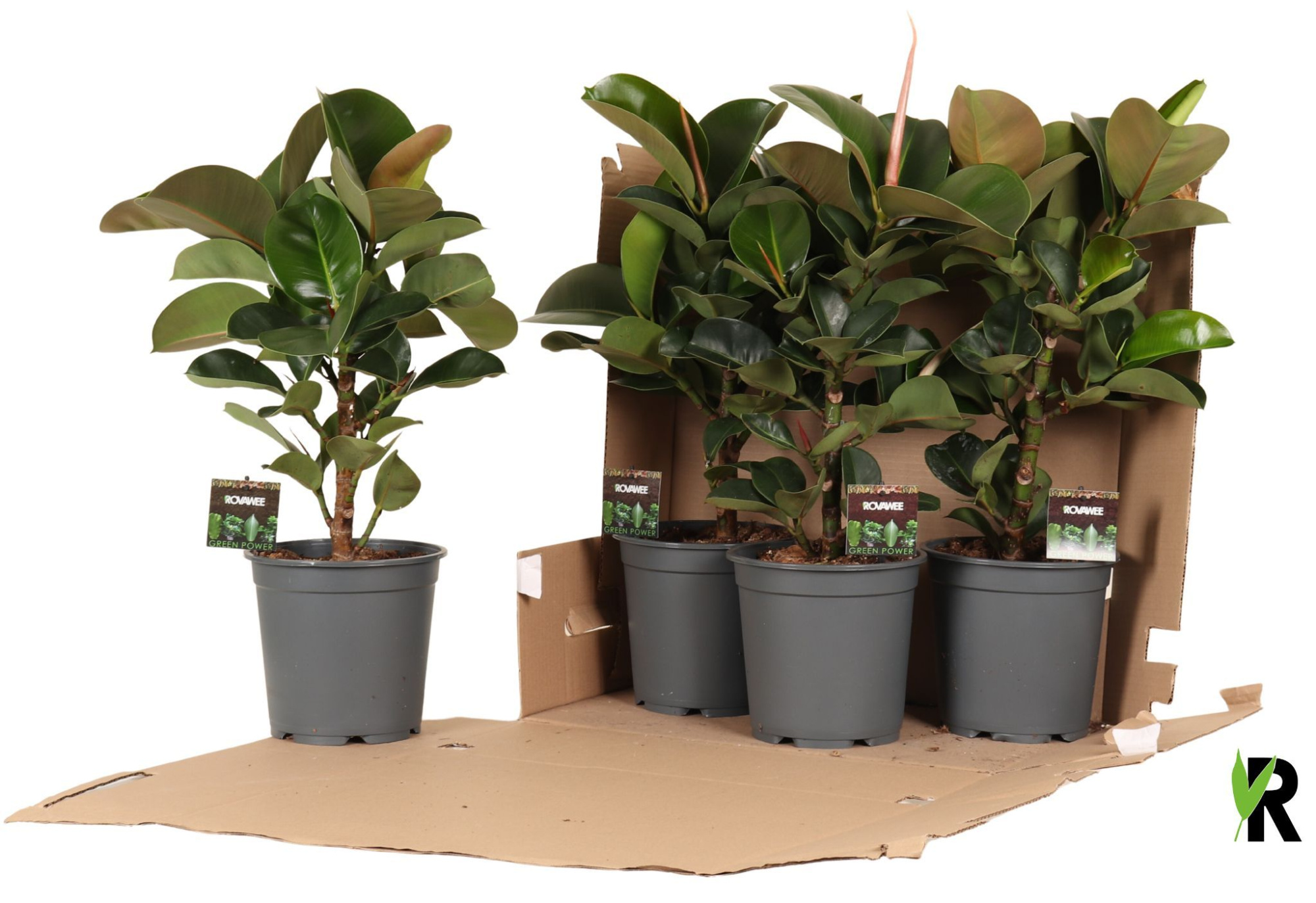 Ficus elast. Cloe vertakt in fust 352, D 21 cm