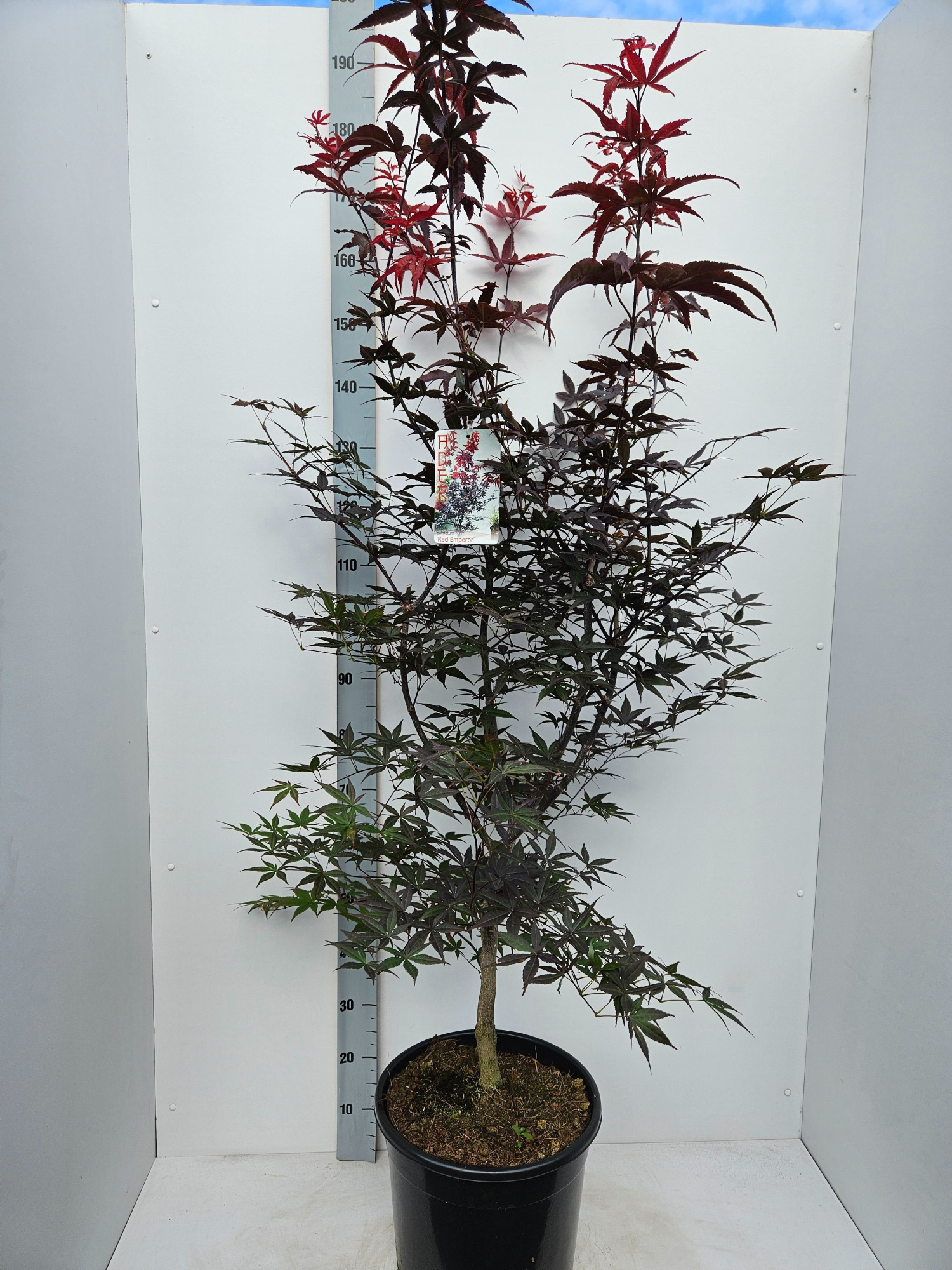 Acer palmatum 'Red Emperor', D 36 cm