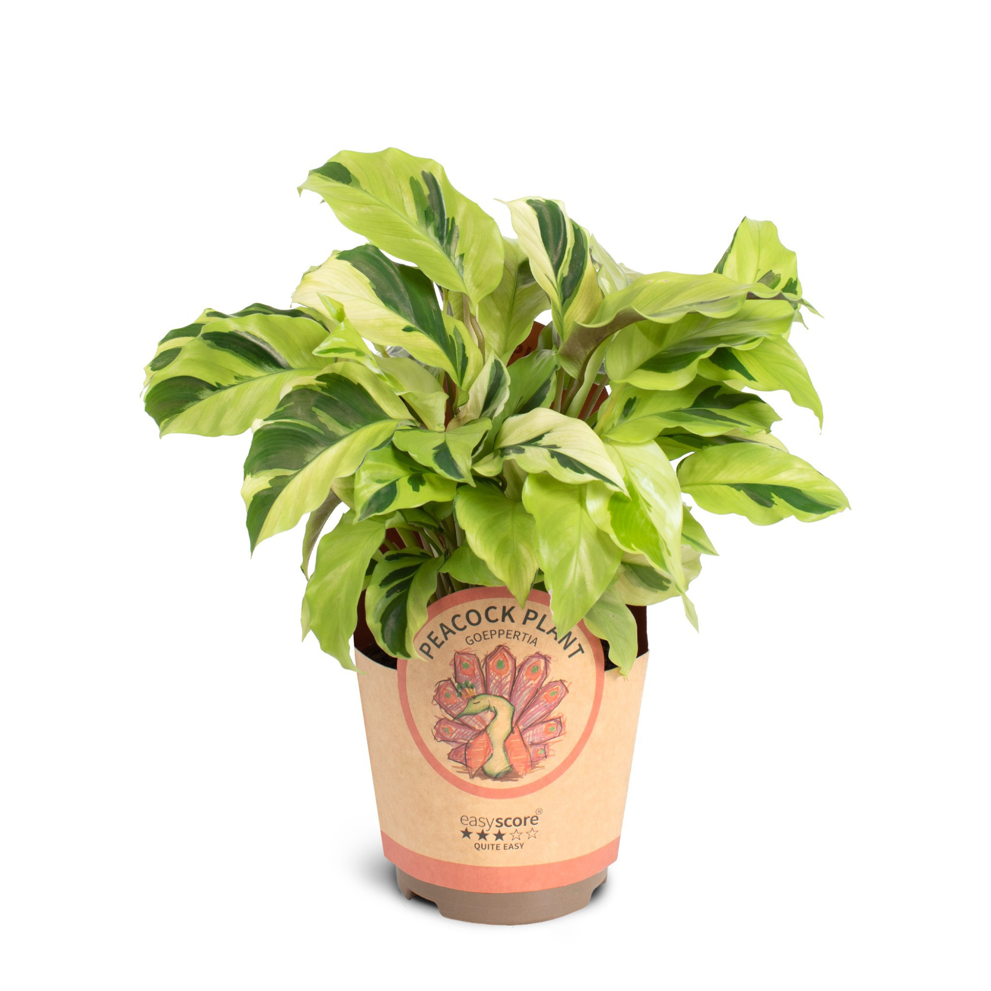 Calathea ´Yellow Miracle´, D 11