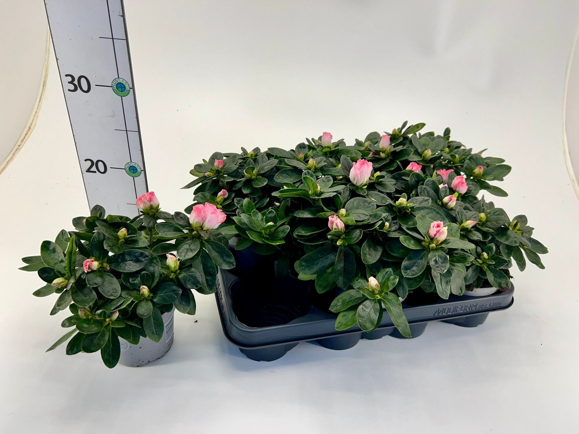 Rhododendron simsii T10,5 white/pink, D 10