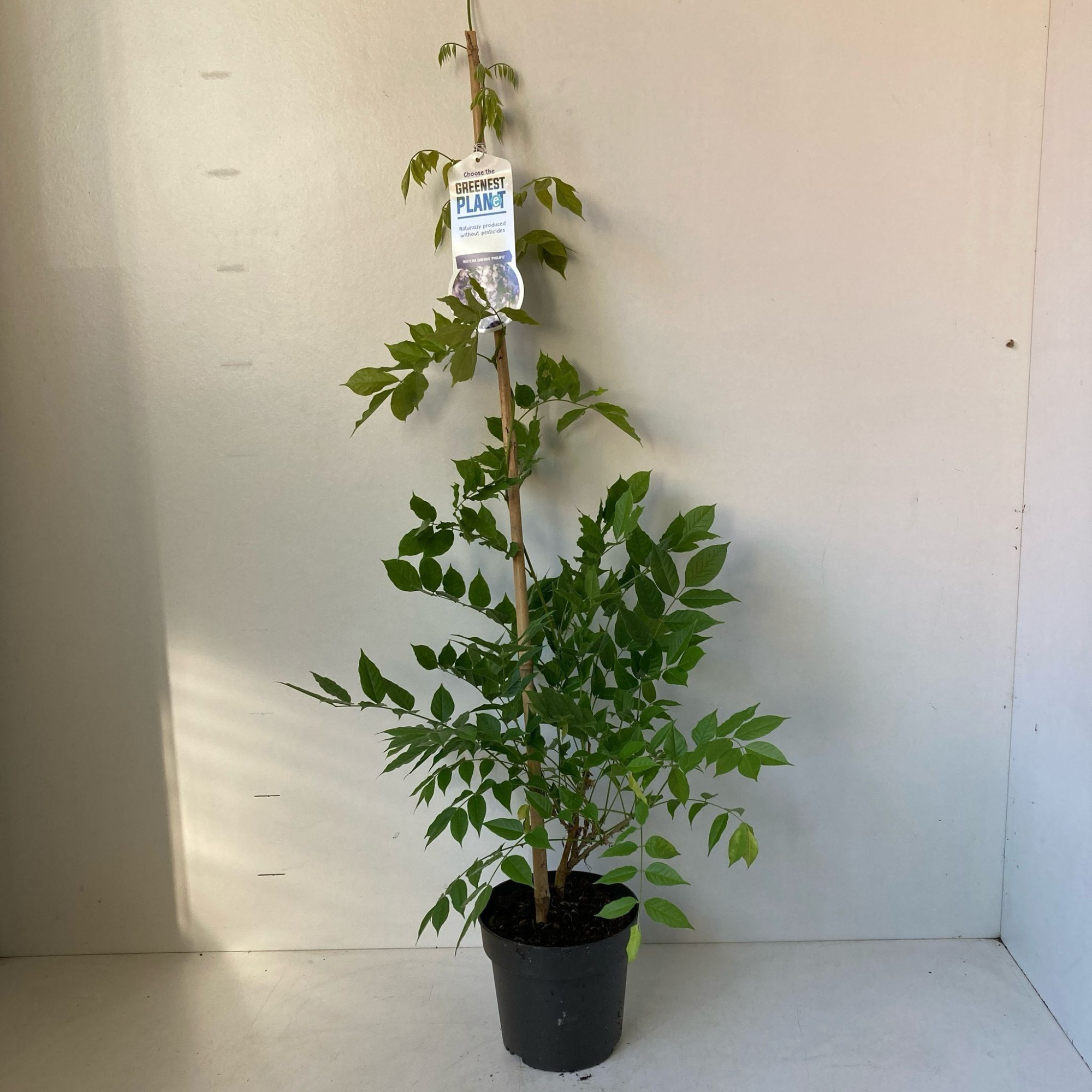 Wisteria sinensis 'Prolific', D 17 cm