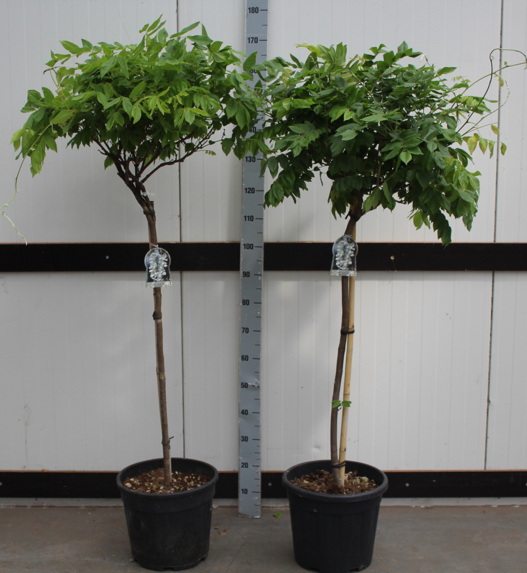 Wisteria Macrobotrys - Stam, D 40