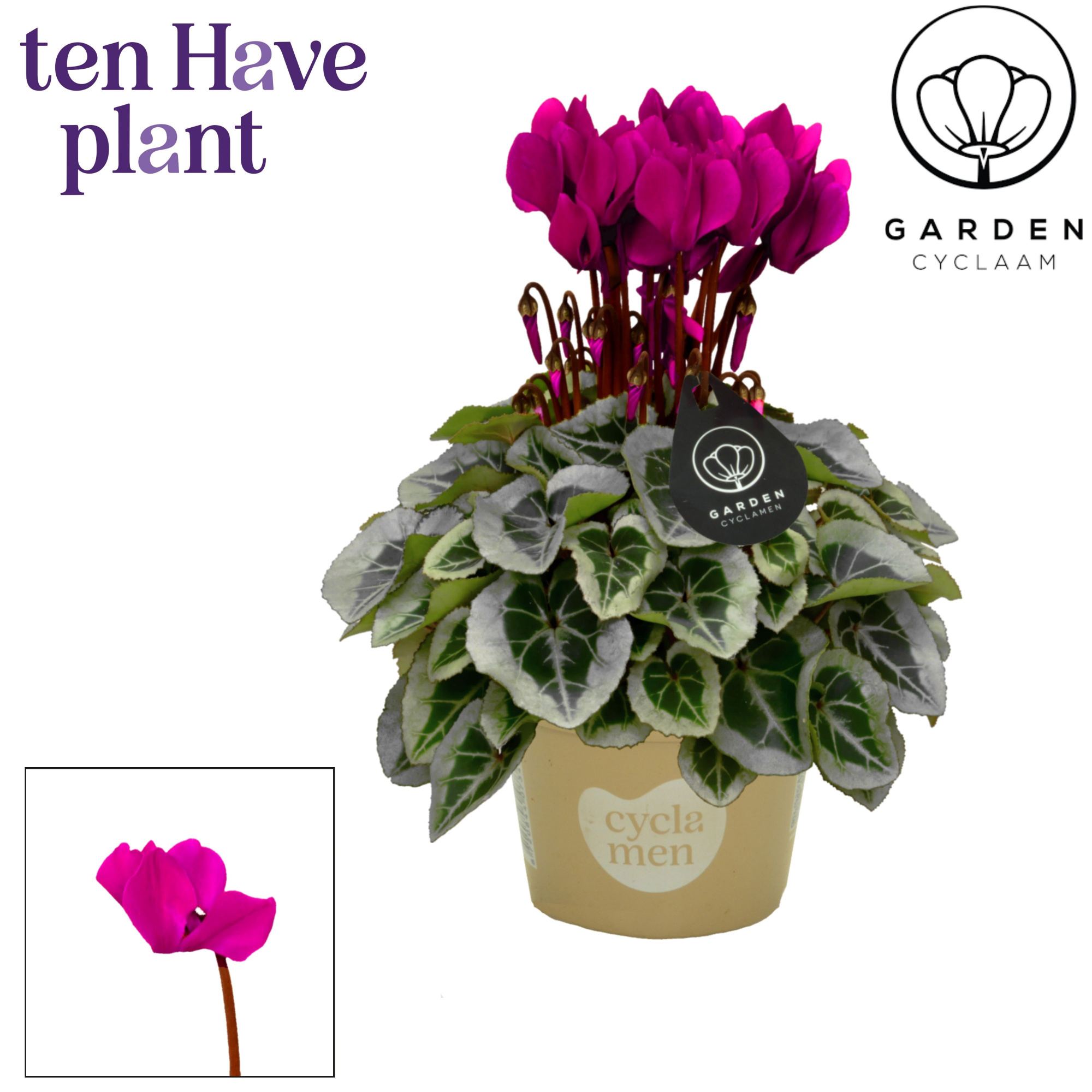 Cyclamen SS Picasso Garden Paars, D 11 cm