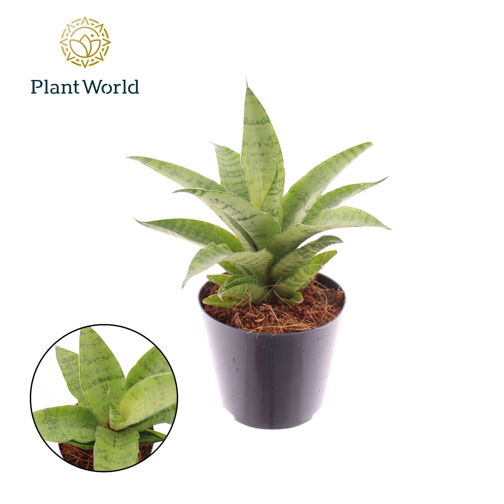 Sansevieria Lotus, D 8,5