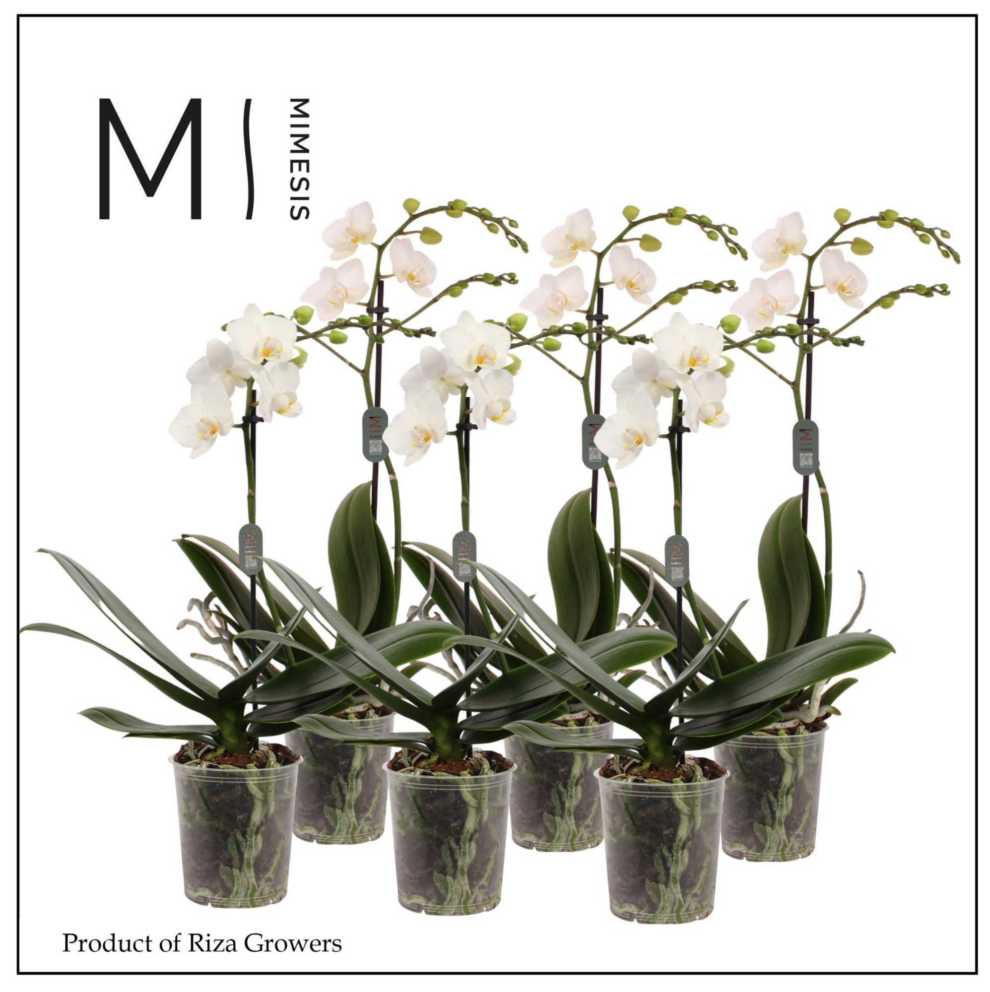 Phalaenopsis Multi White 1 spike - 12cm | Mimesis, D 12 cm